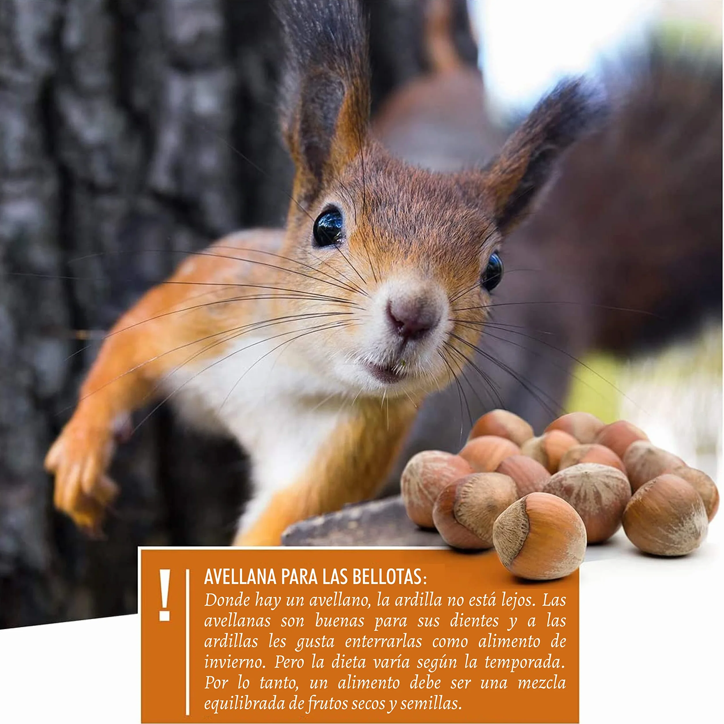 wildtier herz I Alimentación para Ardillas 2kg I Comida de Ardillas para Alimentos - Alimento para Ardilla