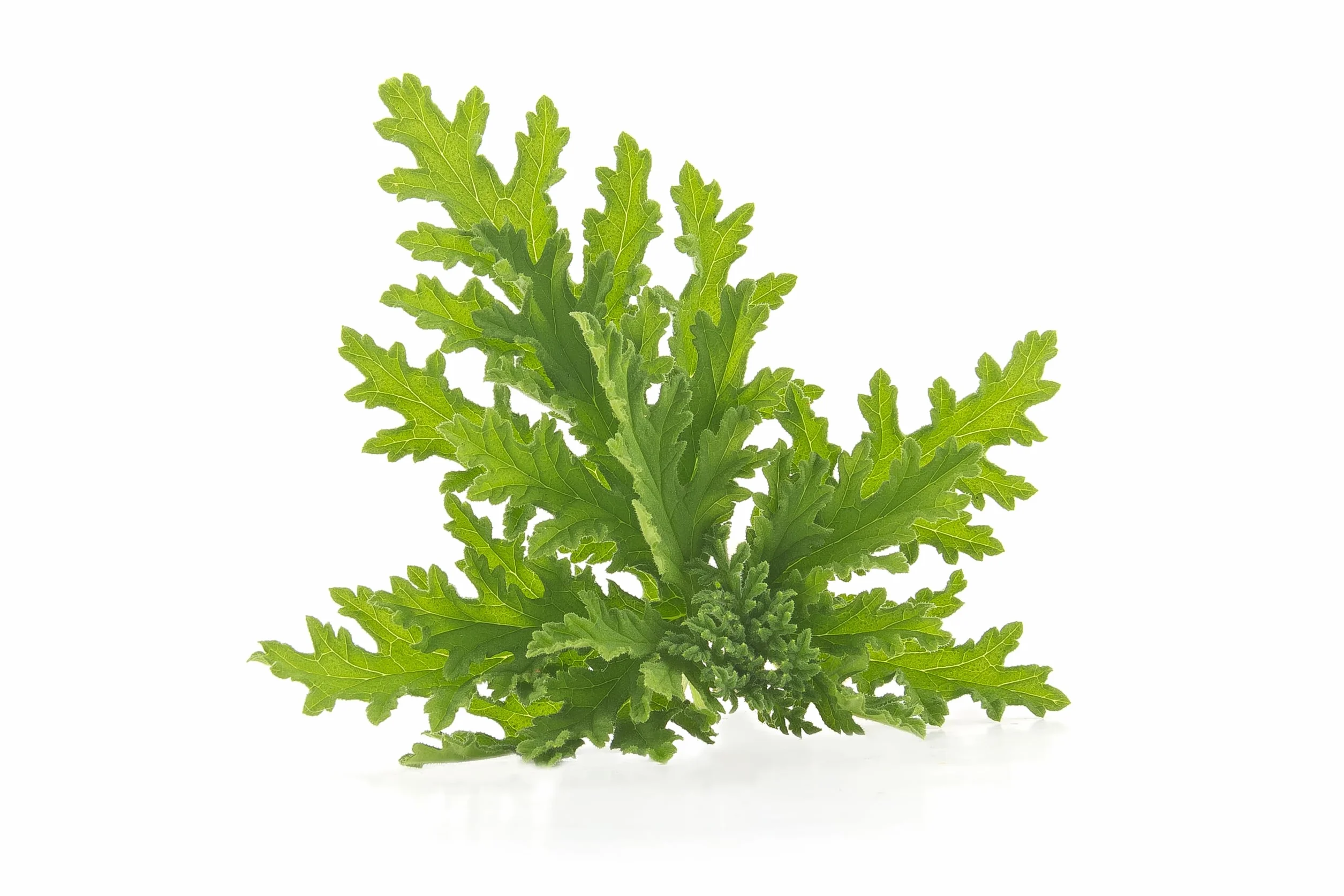 Verdecora Pack 6 Geranios Antimosquitos - Citronella Plantas naturales en maceta de Ø15cm (altura total aproximada 20cm)