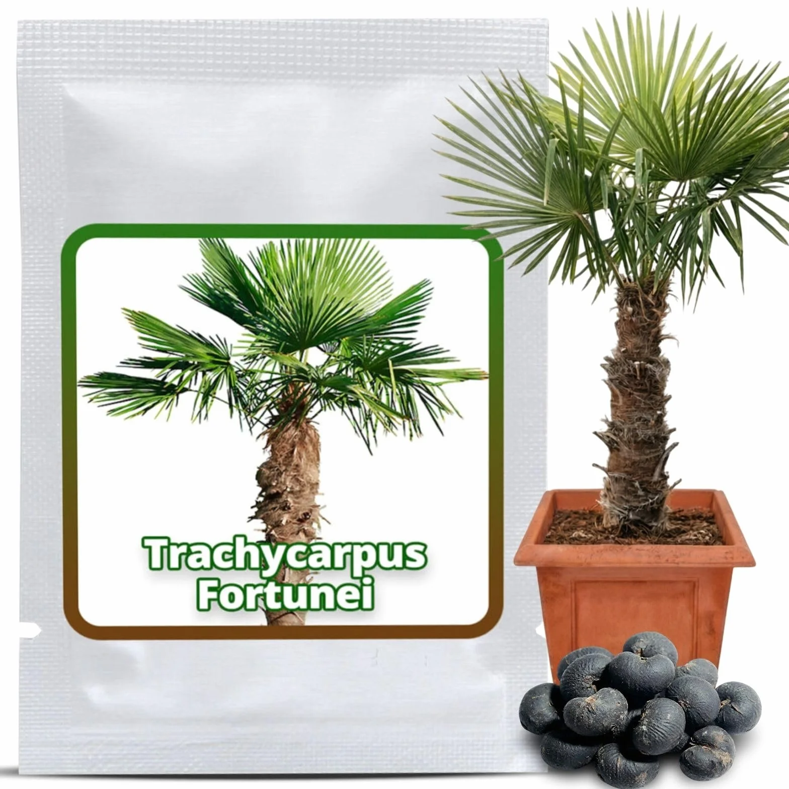 Magic of Nature Palmera de la Fortuna 10 Semillas - Trachycarpus fortunei - Palmito Elevado hasta -17°C - Semillas de Palma para Jardín
