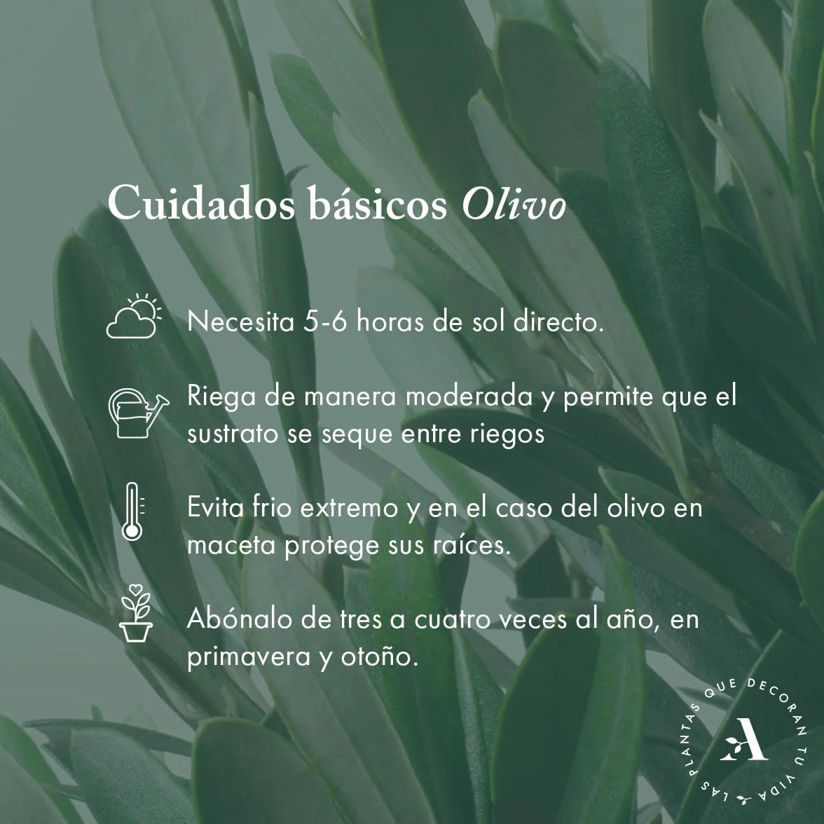 Olivo u Olea Europea | Planta natural ideal para exterior con altura 30-40 cm en maceta tipo tarrina 19ø | April Plants