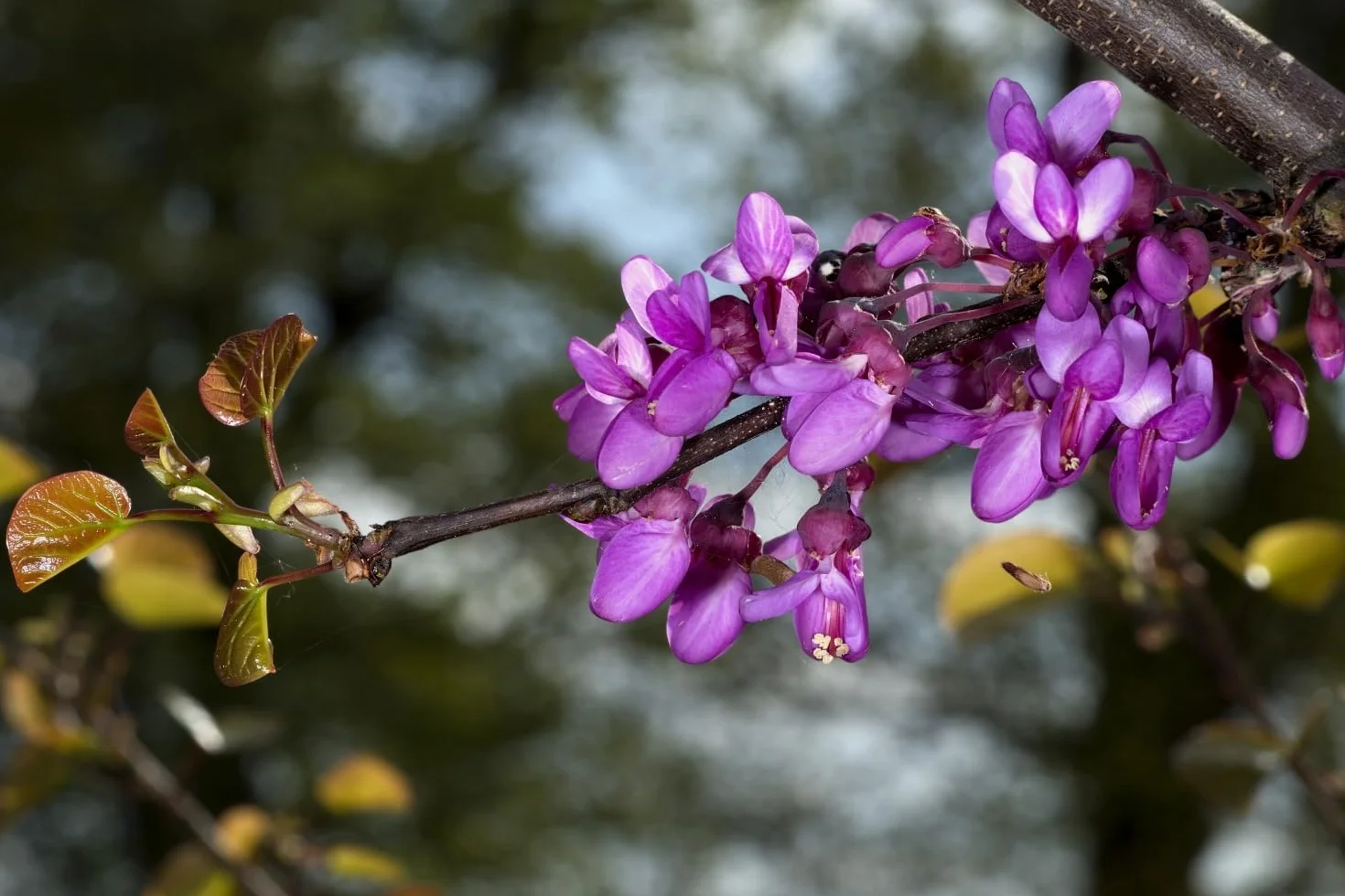 SAFLAX - Árbol del amor - 60 semillas - Cercis siliquastrum