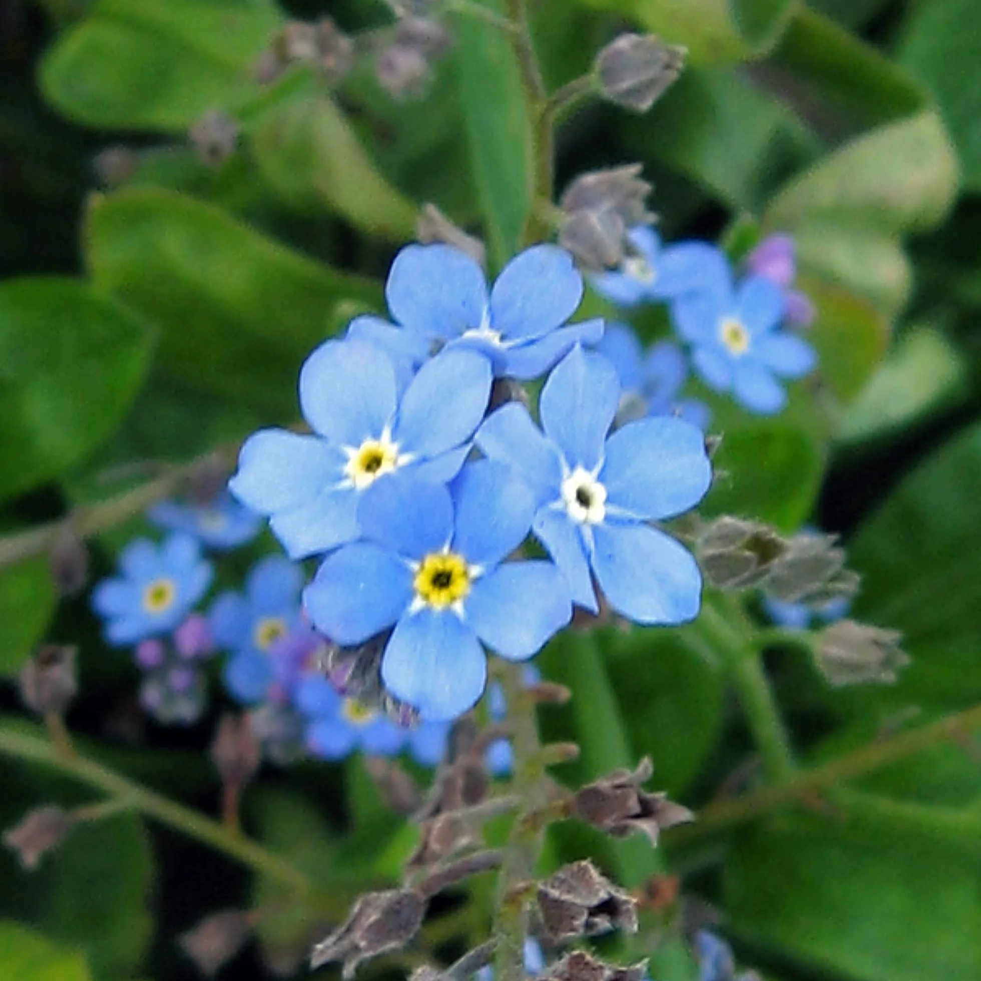 No me olvides (Myosotis sylvatica) - aprox. 600 semillas