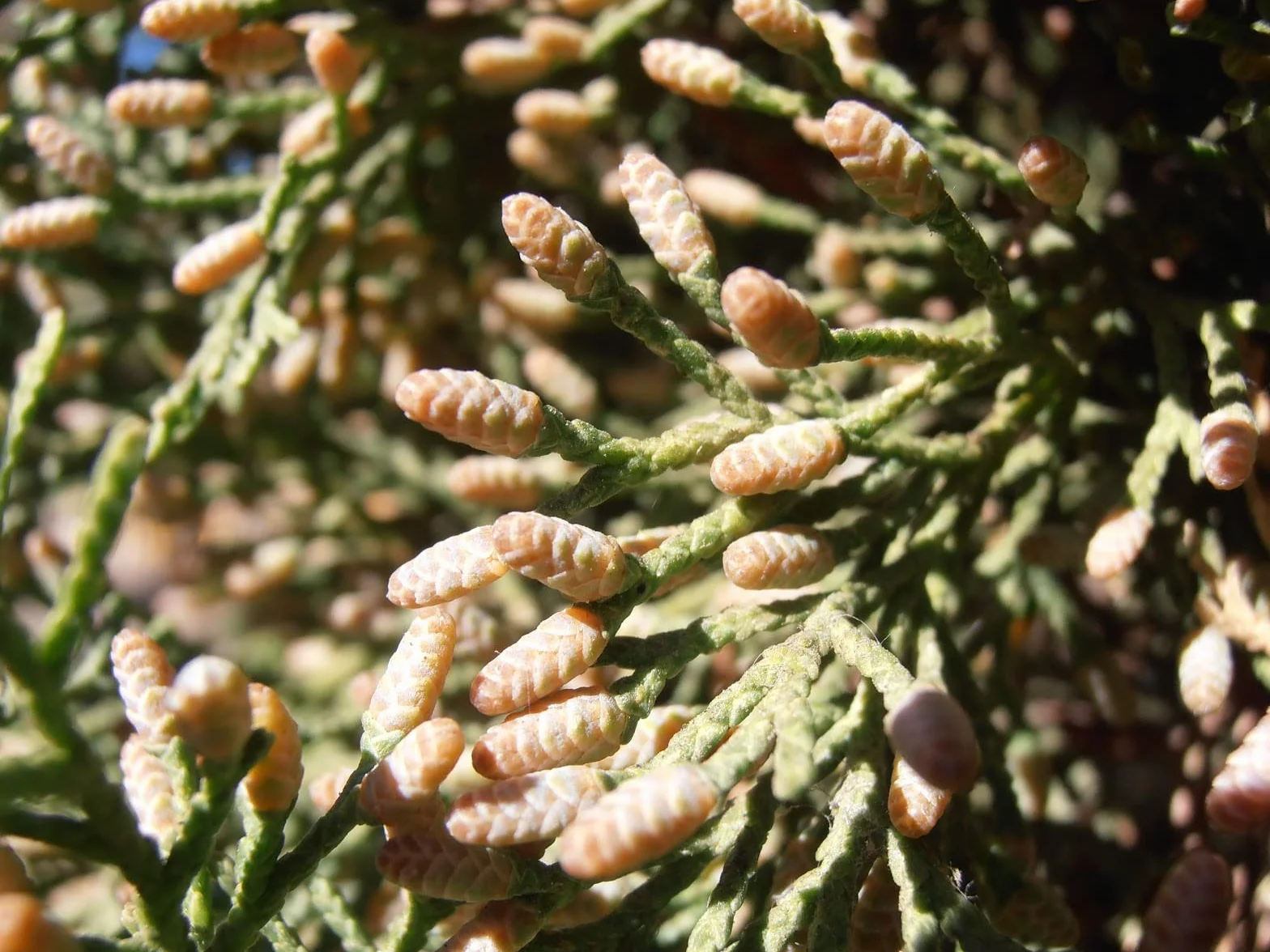 100 Semillas Ciprés Horizontal (Cupressus Sempervirens Horizontalis) Verde
