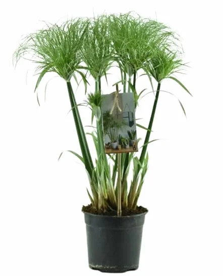 Planta de Papiro Egipcio Natural: Una Joya Verde para tu Estanque o Jardín