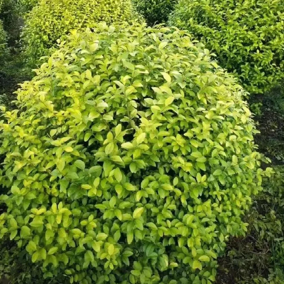 Semillas de seto de aligustre, resistentes al aire libre Ligustro lucidum - jardín de variedades antiguas de exterior 150pcs