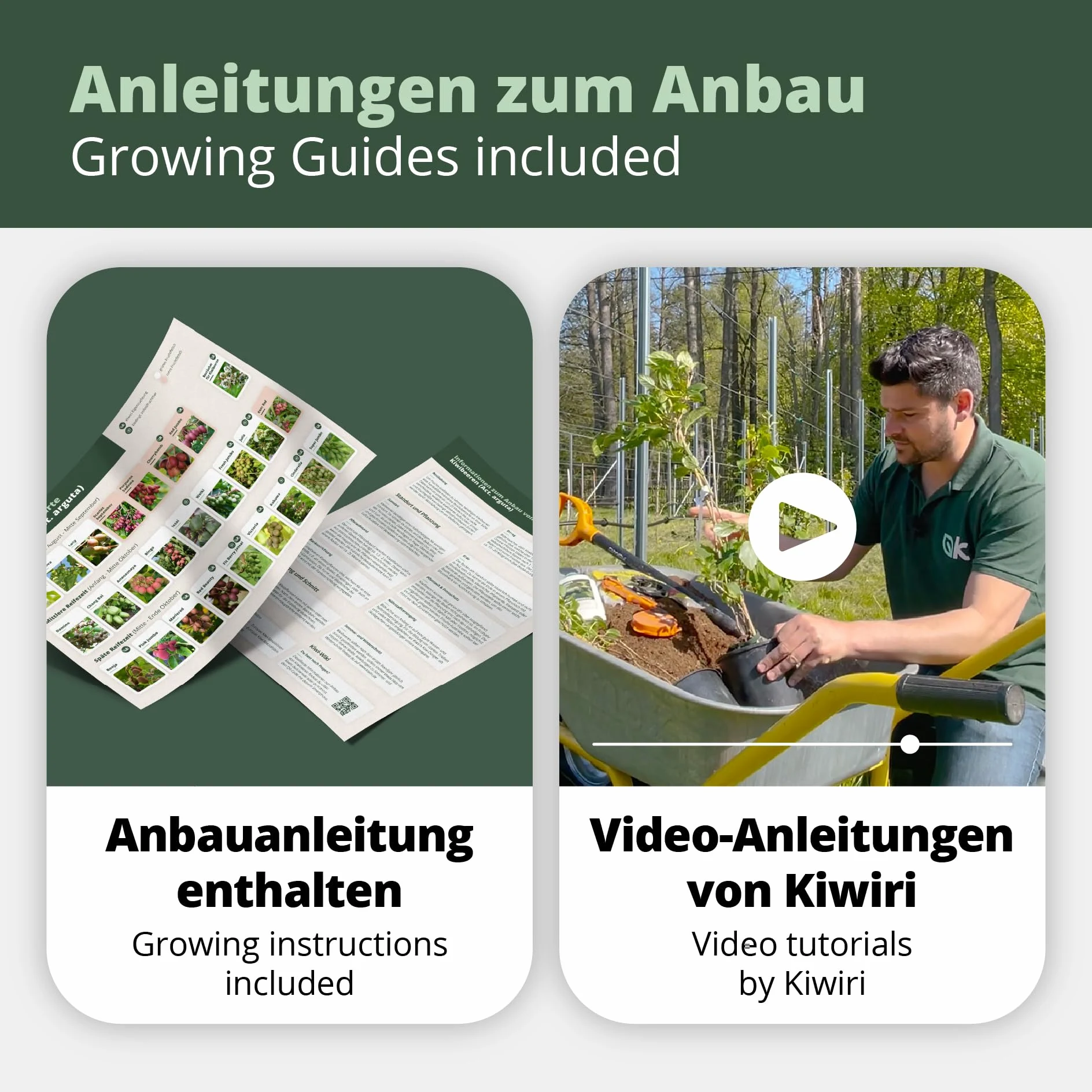 's Kiwi Trio – 3 plantas de kiwi (Actinidia arguta) – Mini kiwi – Garantía varietal directamente del cultivador