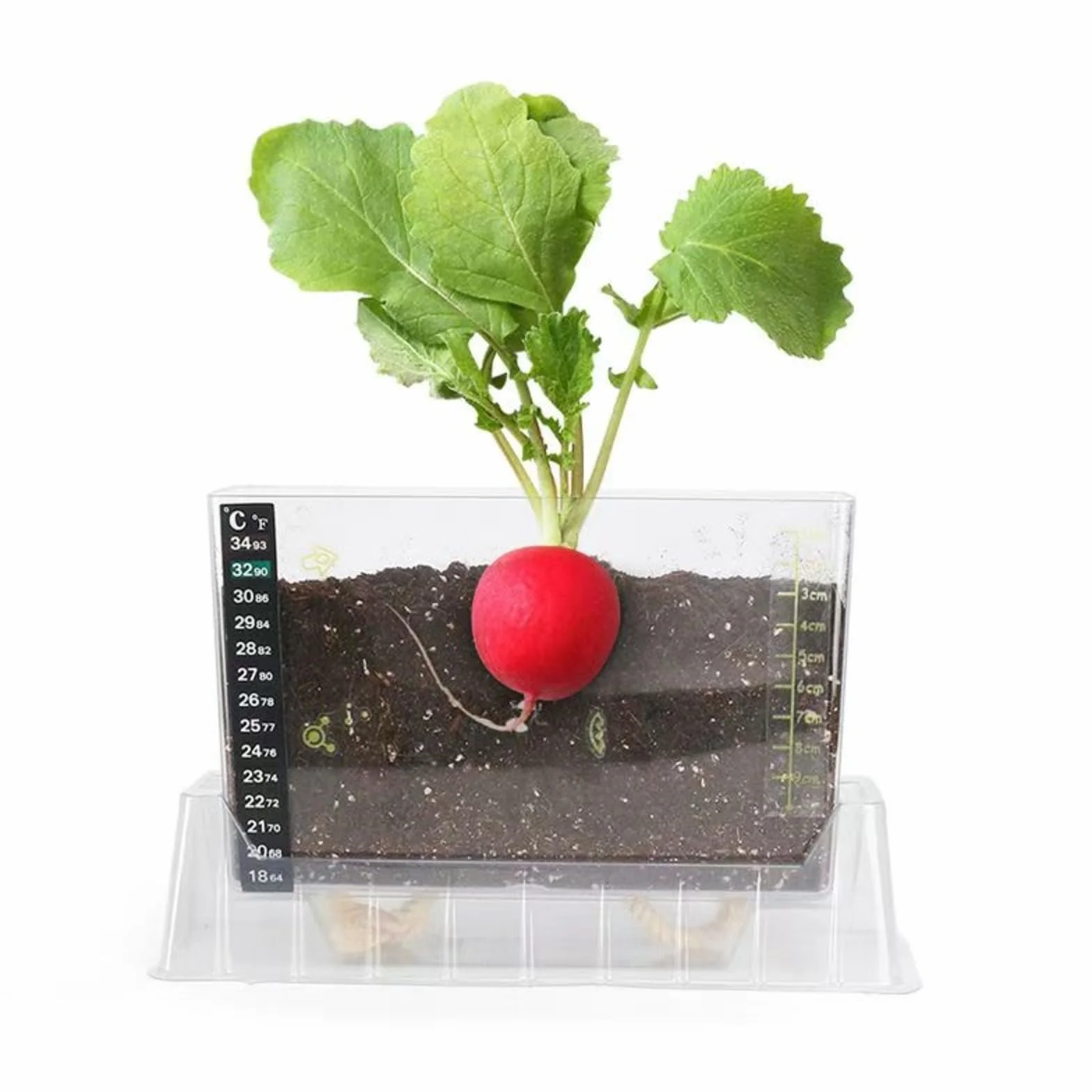 LOJAX Caja de observación de Crecimiento de Plantas Transparente, máquina de germinación de Semillas, lecho de plántulas de germinación, Bandeja de plántulas, fácil de Usar