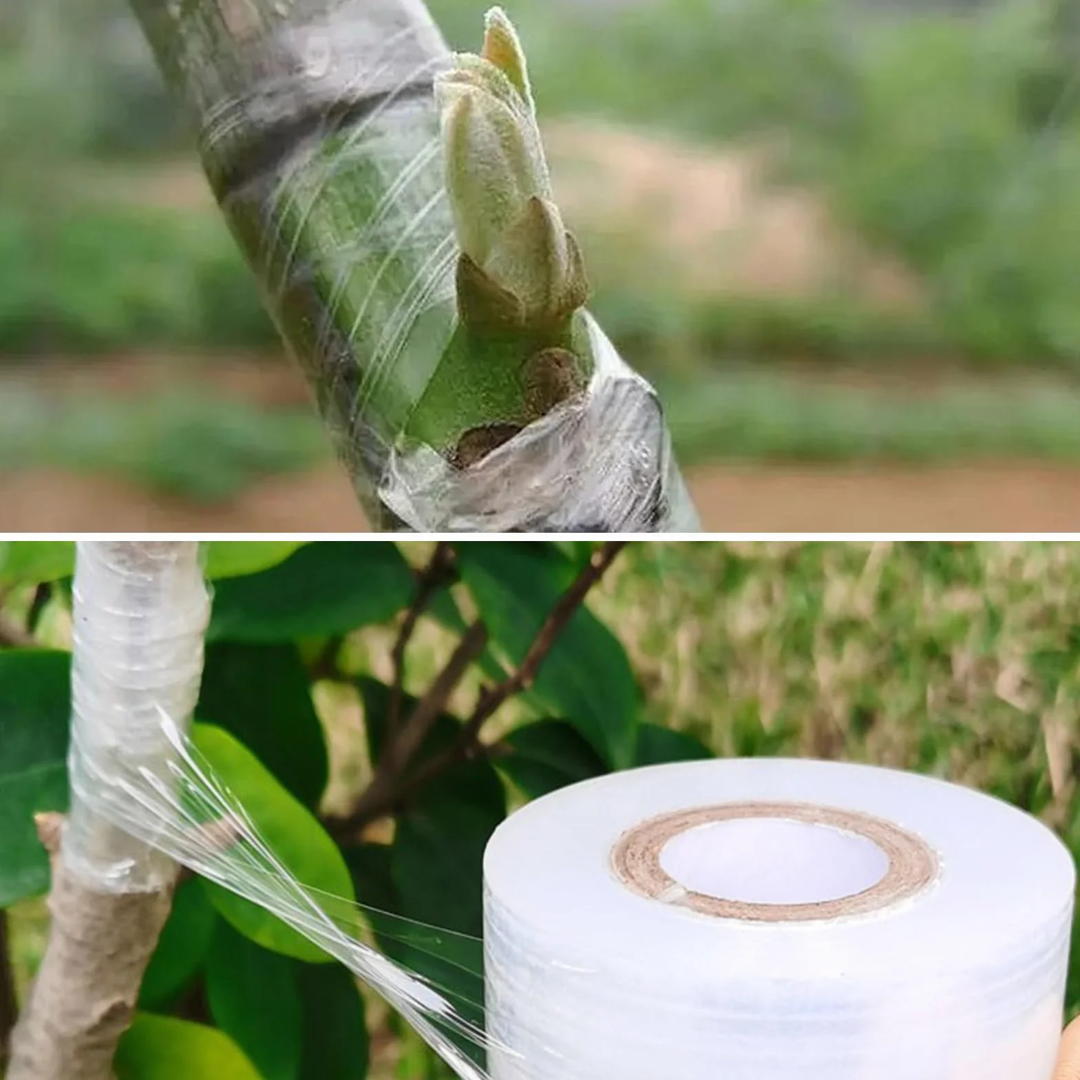 3 Rollos de Cinta de Injerto de Transparente Estirable, Autoadhesiva para Jardinería Película de Injerto, Ideal para Injertar Árboles Frutales, Flores y Uso en Viveros, 100 m
