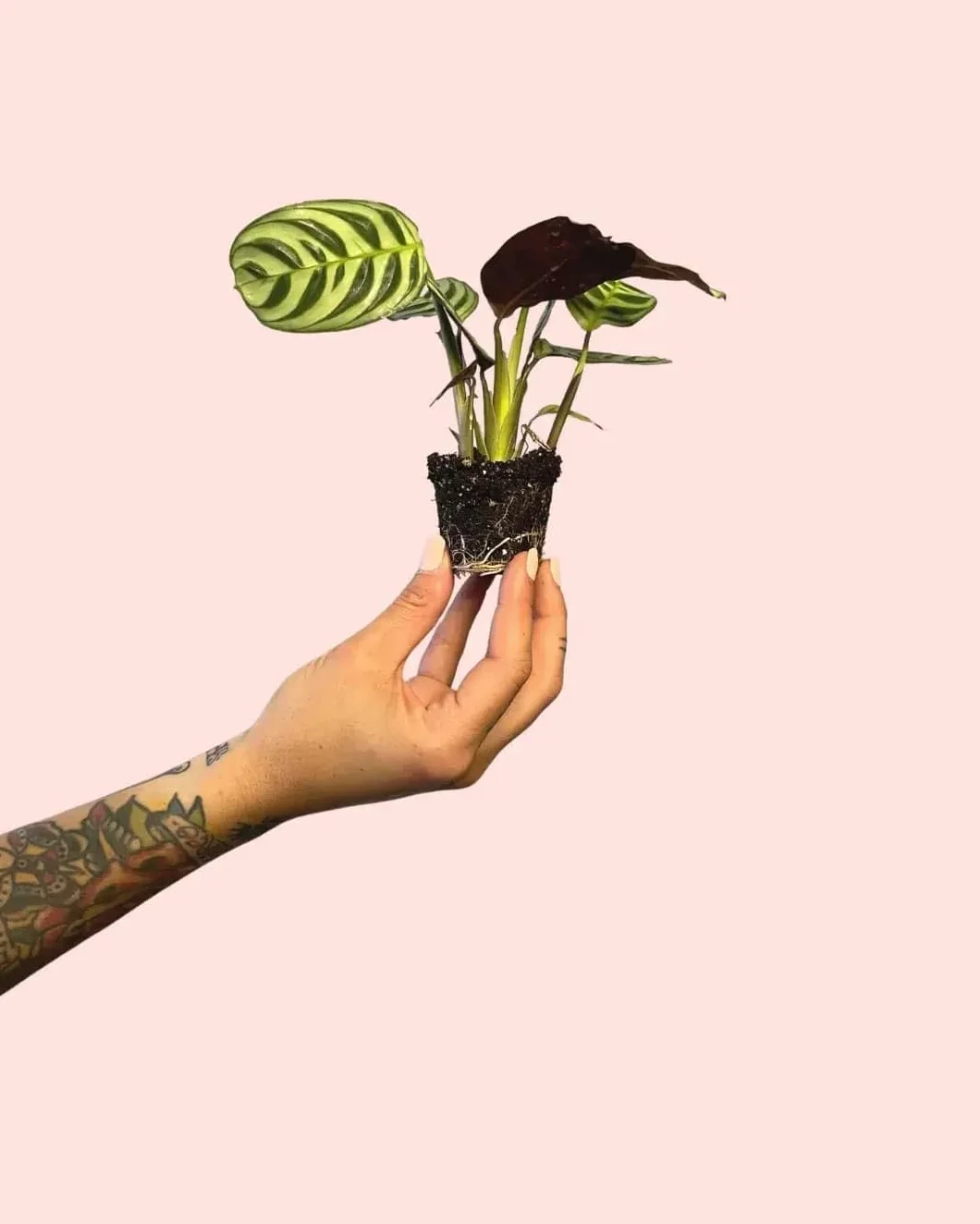 PUR PLANT Maranta amabilis | Planta natural de interior pet friendly | Tropical, compacta y decorativa | Hojas verdes con vetas plateadas | Maceta de Ø5 cm