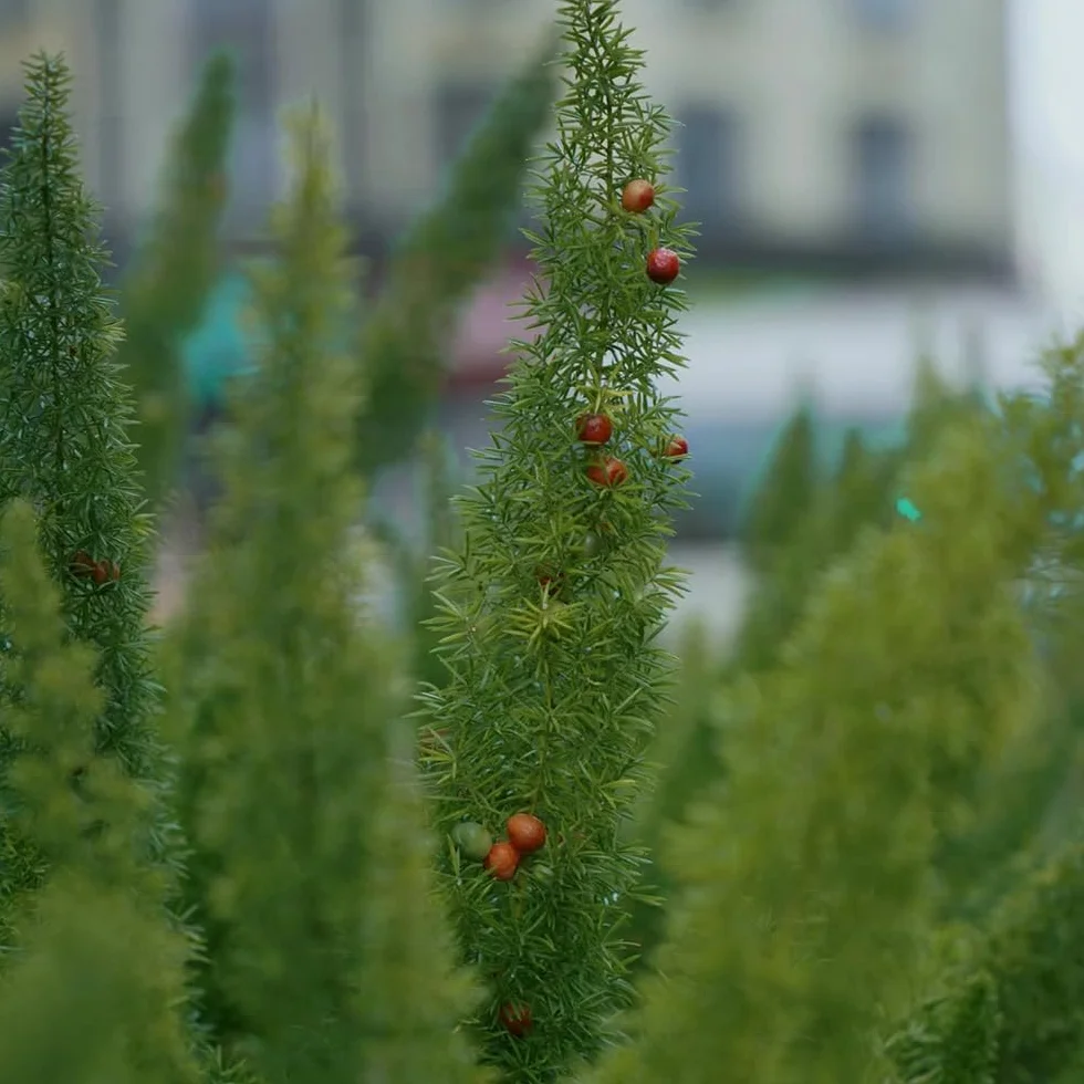 50 Pc Semillas De Plantas De Espárragos Ornamentales - Helecho Cola De Zorra - Regalos Para Jardineros, Decoraciones De Jardín Para Exterior, Espárragos Densiflorus, Regalos Para