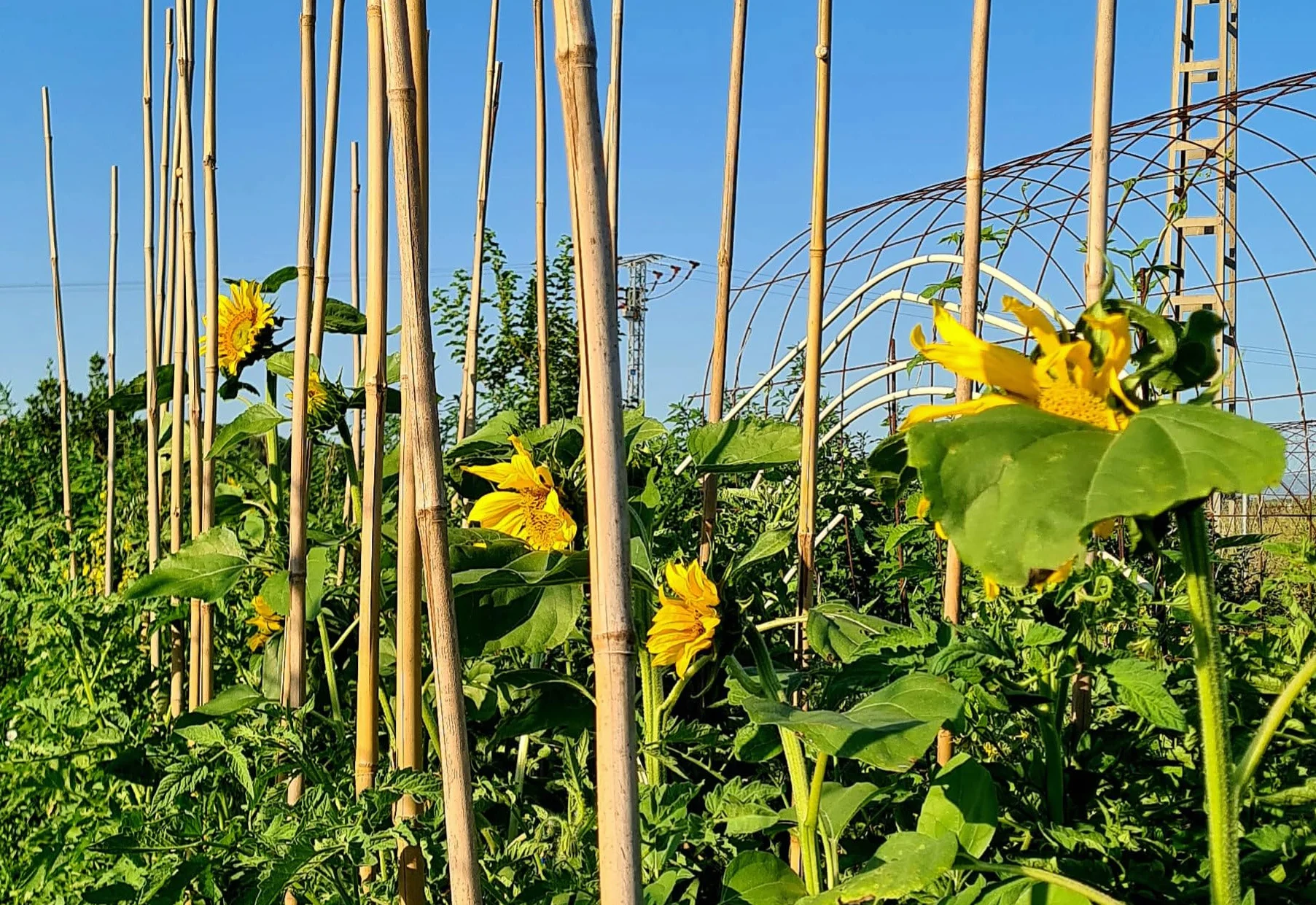 CULTIVERS 30 Tutores para Plantas de Caña Bambú 210 cm (Ø16/18 mm). Tutor para Tomates, huerto, árboles y Todo Tipo de Plantas. Varillas para Plantas. Bambú Natural