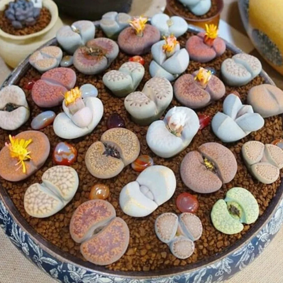 200 piezas Lithops Seeds Living Stones, planta suculenta Bonsai Garden Office Decor Semillas de Lithops