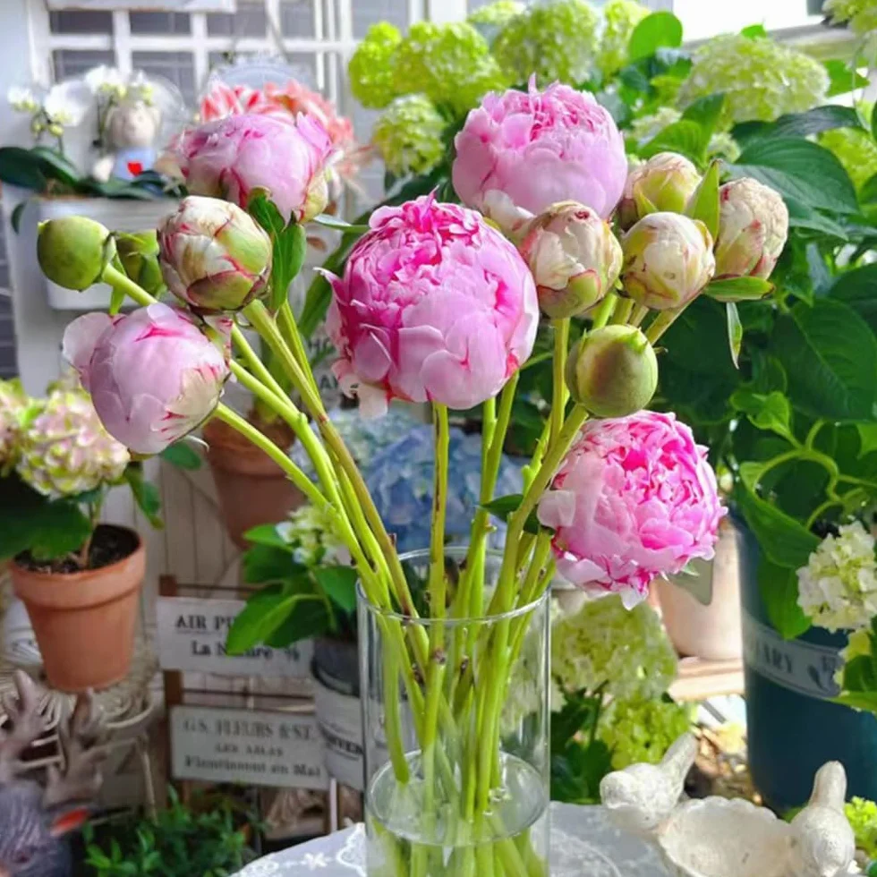 1 piezas Bulbos de peonías resistentes, bulbos de peonías decoracion salon, bonsais peonía (Paeonia suffruticosa) regalos inusuales, invernaderos de balcón cobertura del suelo, perenne
