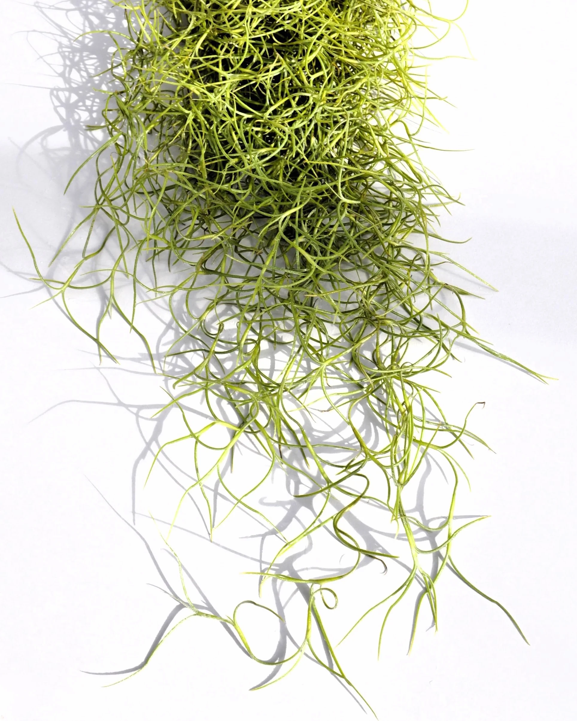 Tillandsia usneoides, Curiosarium, Barba de Viejo, Musgo Español, Planta del Aire, Planta Exótica, Verde Grisáceo, Interior/Exterior, Sin Sustrato, Colgante Decorativa, Longitud 50 cm, Diámetro 15 cm.
