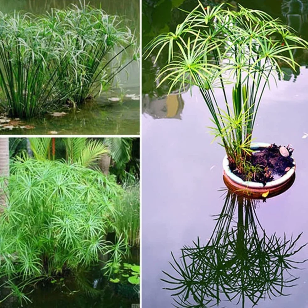 Haloppe 30 Unids Cyperus Alternifolius Flores Plantas Semillas para la Plantación de Jardín en el Hogar, Cyperus Alternifolius Semillas Planta de Agua Semi-acuática Estanque Jardín Decoración Se