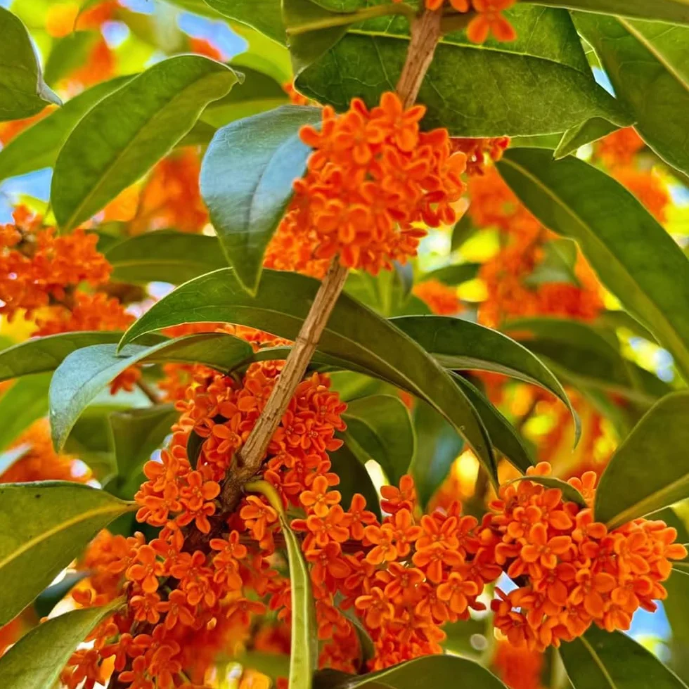 osmanto fragrans cortadas de de interior osmanto fragante inusuales decoraciones jardín exteriores Decoración resistentes en macetas interior 85semillas