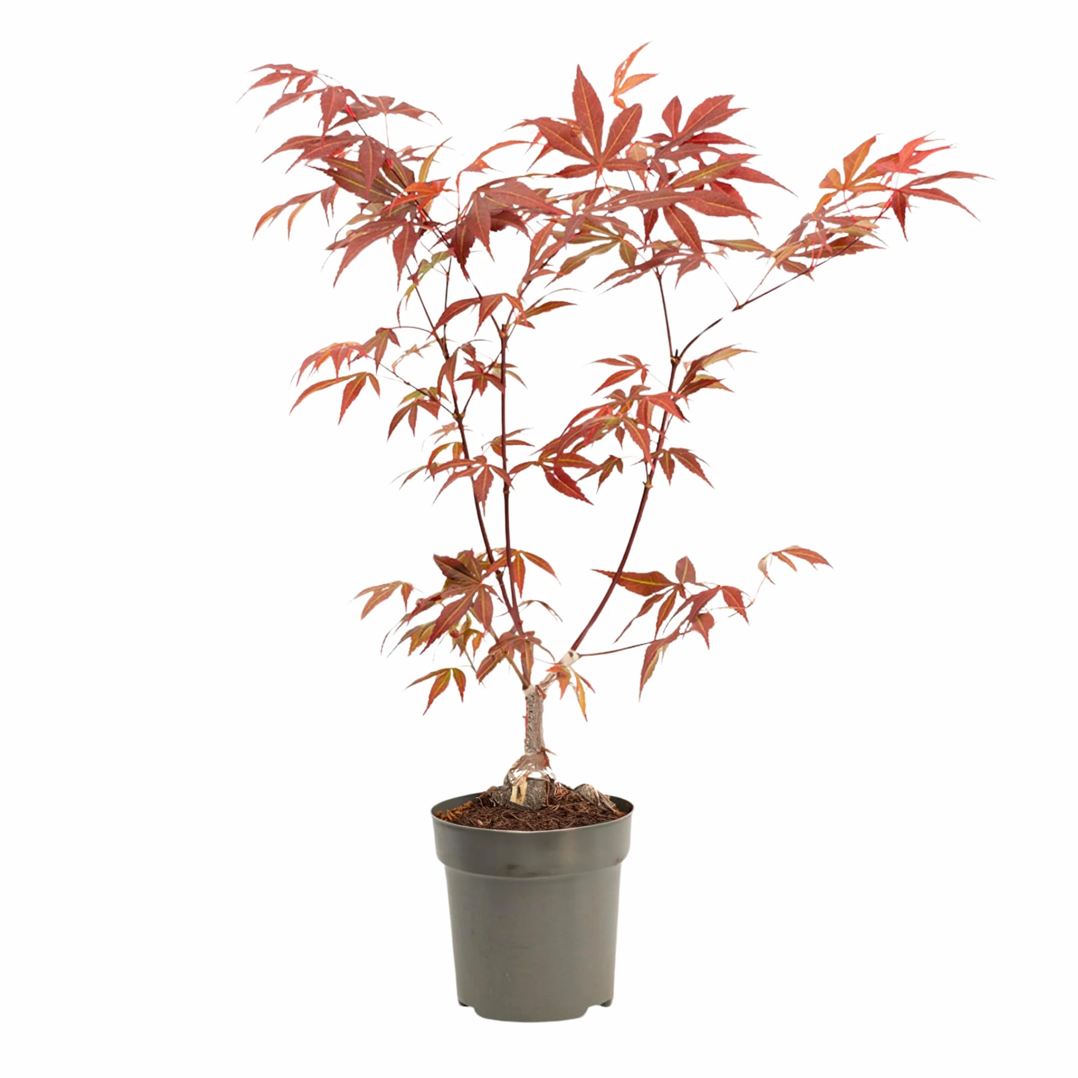Plant in a Box - Arce japonés - Acer palmatum 'Atropurpureum' - Altura 25-40cm - Tamaño de la maceta 10,5cm - árbol - rojo