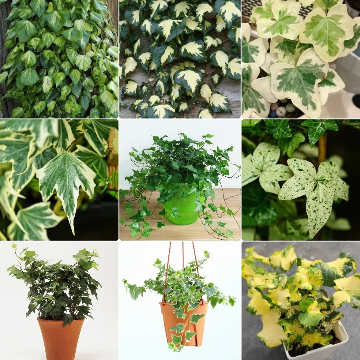 Generic 100 Piezas Semillas De Hiedra Perenne, Enredaderas De Hiedra, Enredaderas De Hiedra Pared Verde, Plantas Deco Vid (Hedera Nepalensis) Plantas De Jardín, Plantas Decorativas