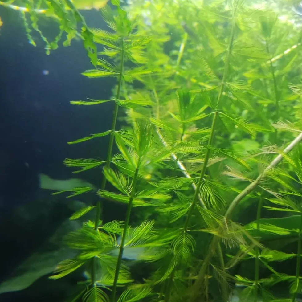 semillas para acuáticas, verdes regalos inusuales decoración de sala de estar acuáticas decorativas raras semillas estanque acuario cobertura 500pcs