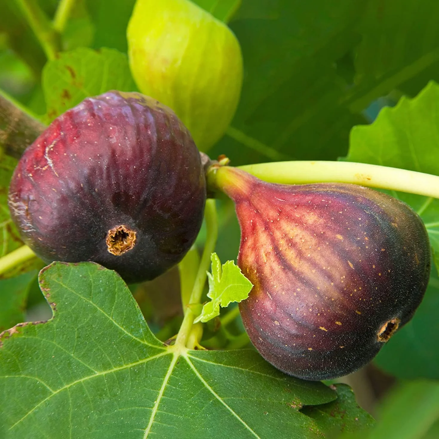 100 Semillas de Higo (Ficus carica)