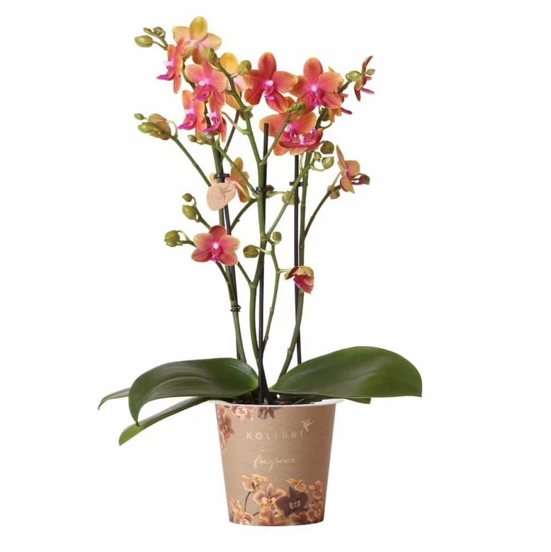 Orquídea Alevilla Natural Planta de Interior Característica por sus Flores