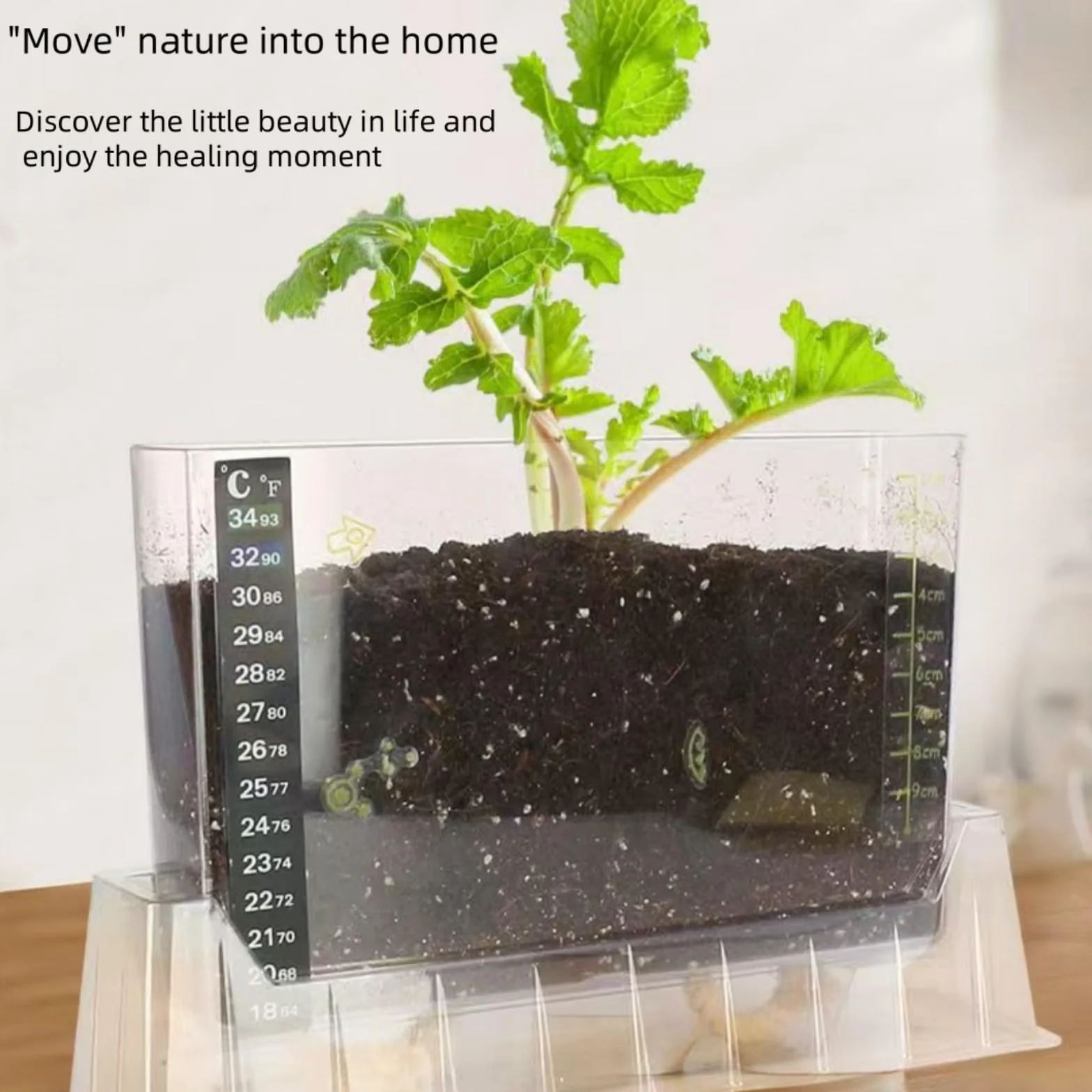 LOJAX Caja de observación de Crecimiento de Plantas Transparente, máquina de germinación de Semillas, lecho de plántulas de germinación, Bandeja de plántulas, fácil de Usar