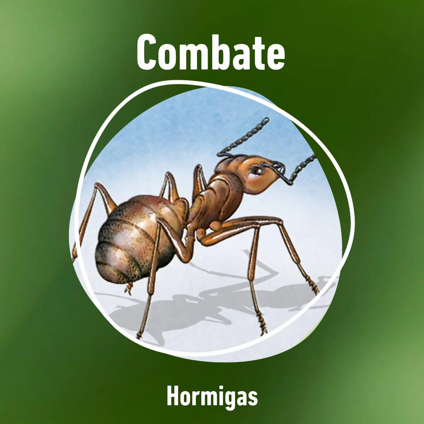 COMPO Barrera Jeringa Anti-hormigas gel 10 gr