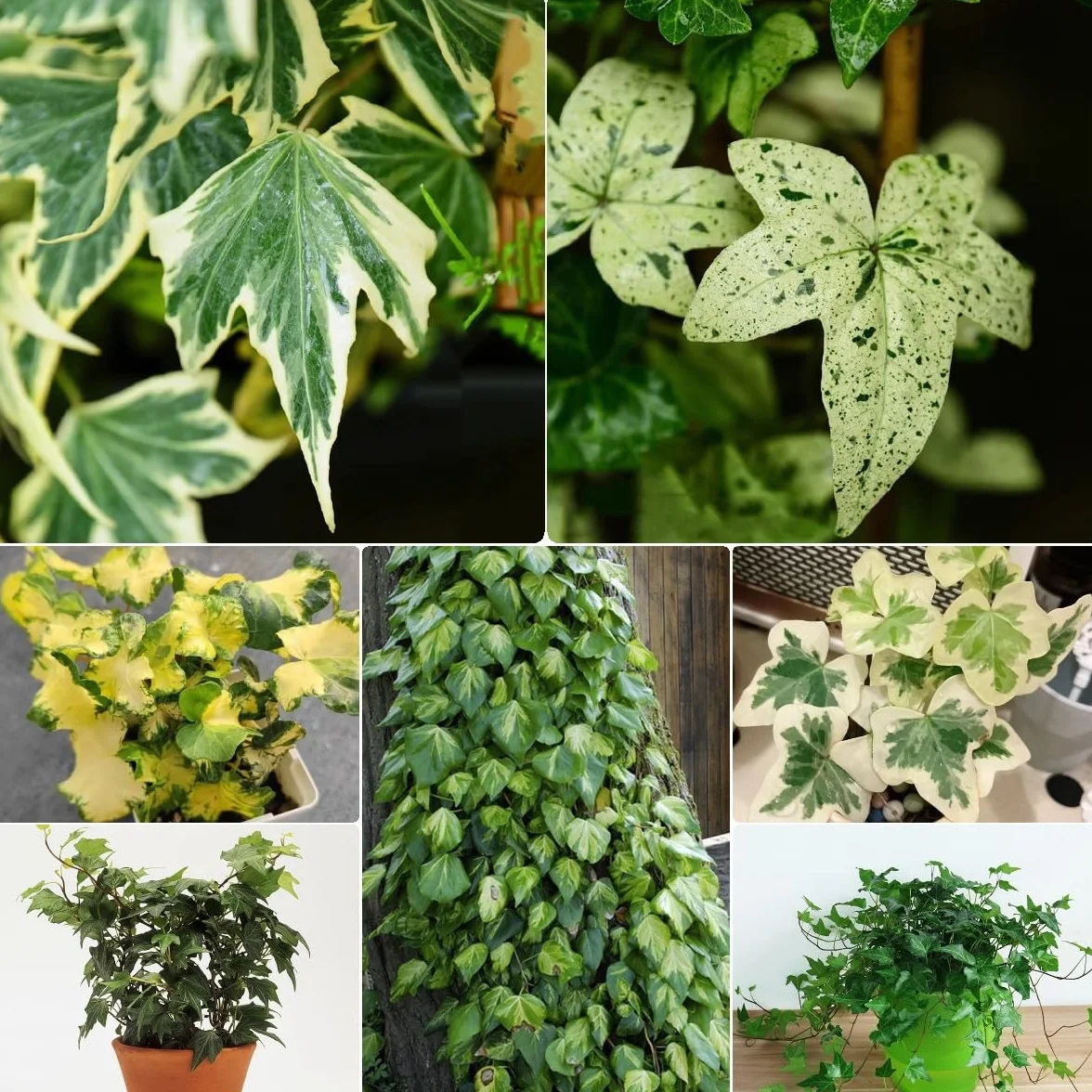 Generic 100 Piezas Semillas De Hiedra Perenne, Enredaderas De Hiedra, Enredaderas De Hiedra Pared Verde, Plantas Deco Vid (Hedera Nepalensis) Plantas De Jardín, Plantas Decorativas