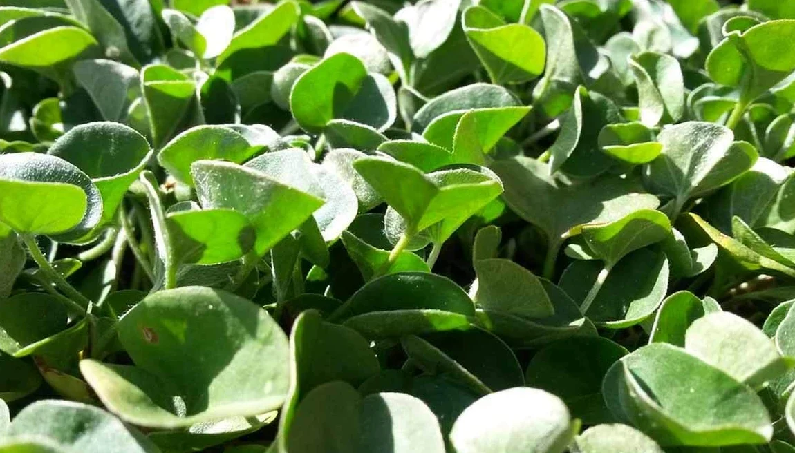 Bottos DICONDRA REPENS, Semillas Dichondra, Alfombra Verde Densa de Bajo Mantenimiento, Ideal para Jardín y Parque, Tipo Macroterm, Dosificación 10-20 g/m², 1 Kg