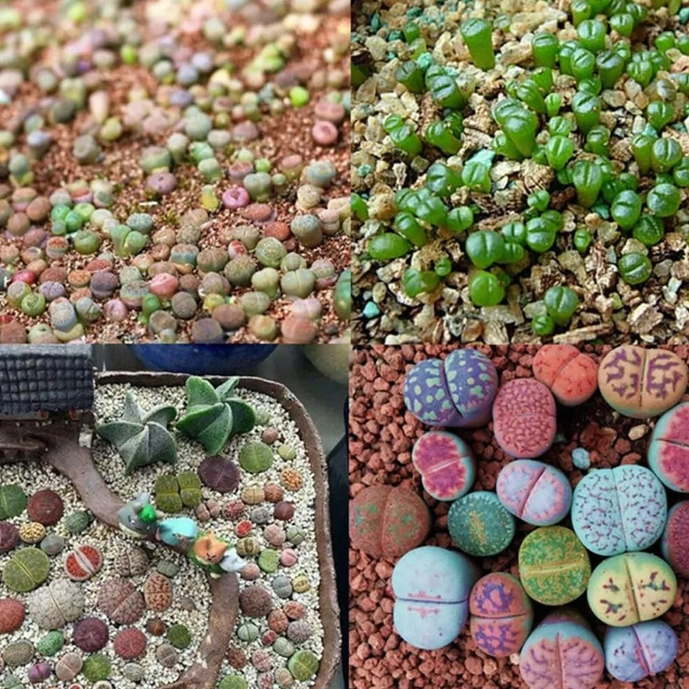 100 Unids Semillas de Lithops Mixtas Piedras Vivas Planta Suculenta Bonsai Semillas de Decoración de Jardín para Plantar Jardín Semillas de Lithops