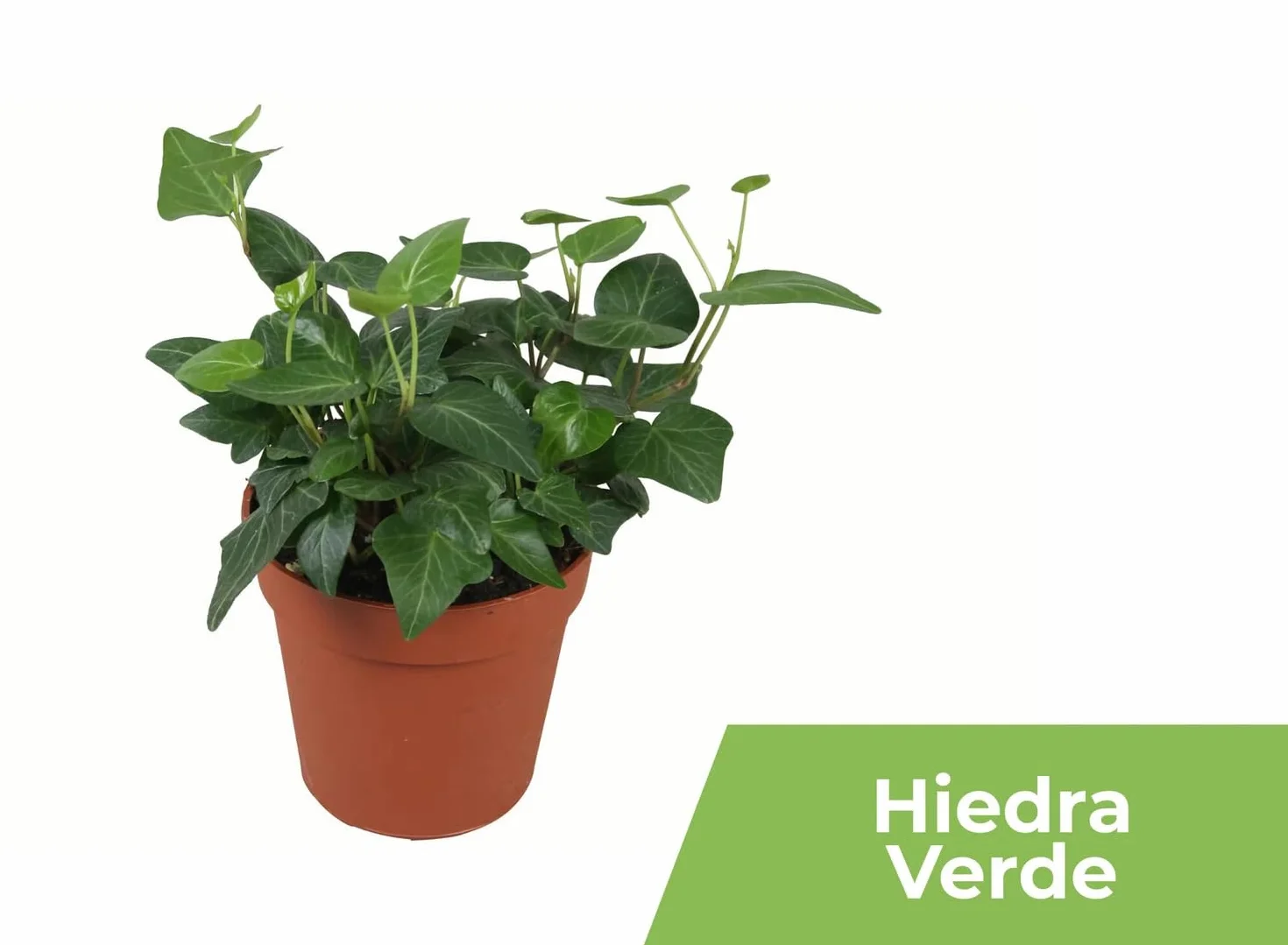 Garden Center shop | Pack ahorro 10 Plantas de Interior Variadas |Purificadoras de Aire | Decorativas y de Bajo Mantenimiento | Ideal para Hogar u Oficina | Plantas Naturales Vivas