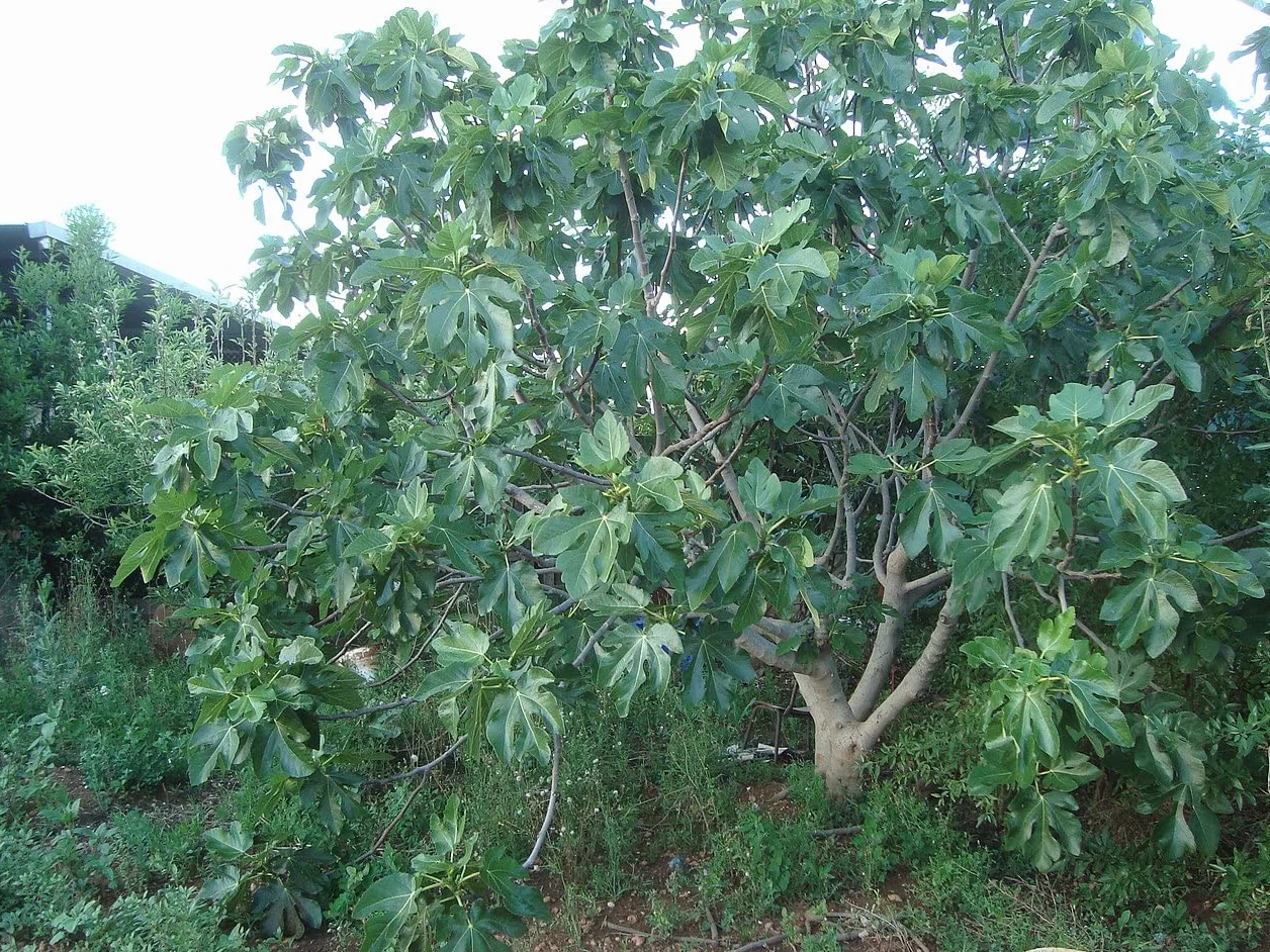 100 Semillas de Higo (Ficus carica)