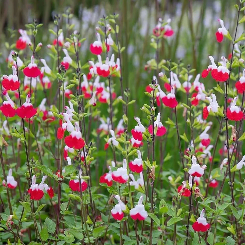 Semillas de salvia, Salvia greggii, semillas de aptas para las abejas cobertura del suelo jardín pradera mariposas exóticas resistentes al aire libre 500pcs