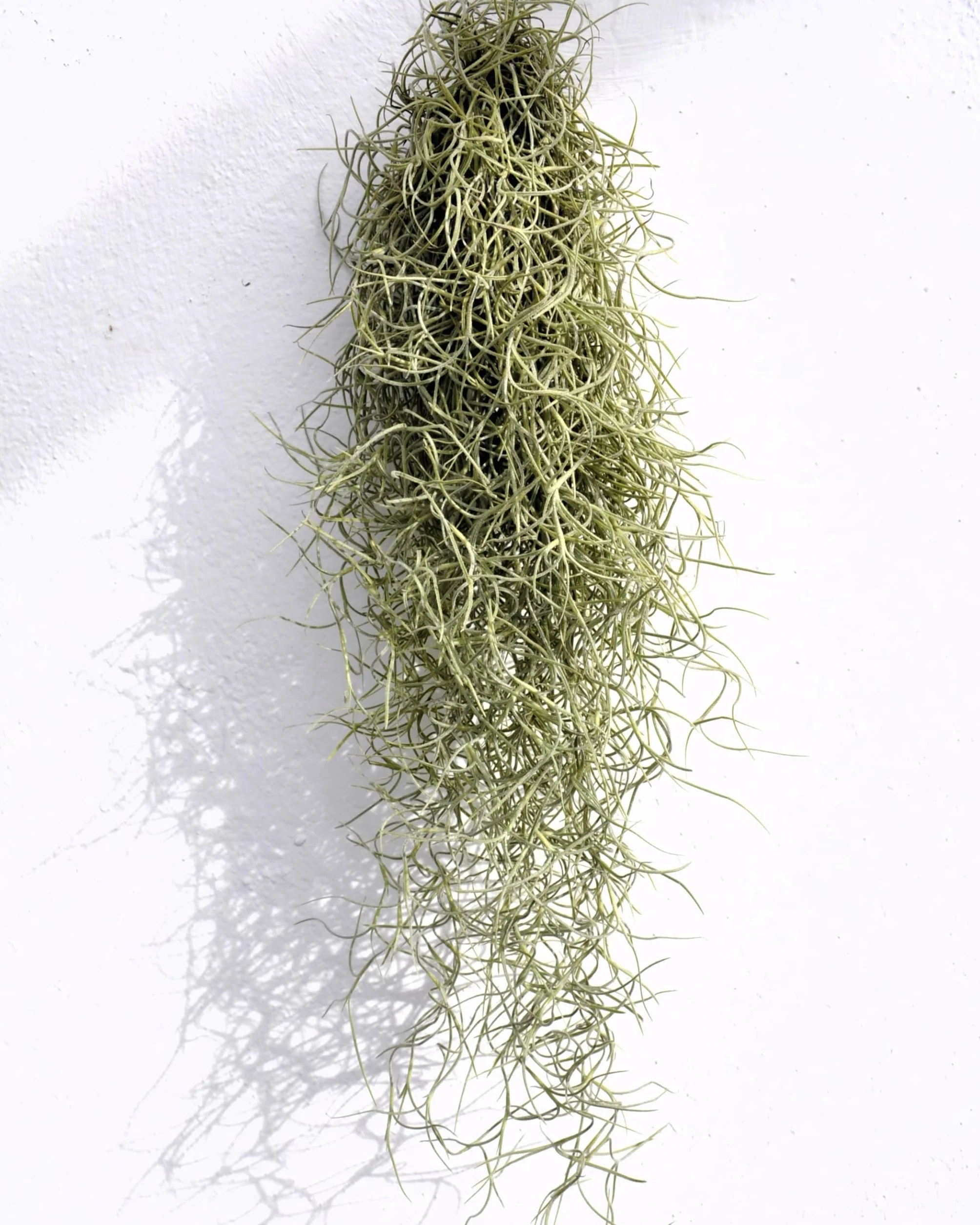 Tillandsia usneoides, Curiosarium, Barba de Viejo, Musgo Español, Planta del Aire, Planta Exótica, Verde Grisáceo, Interior/Exterior, Sin Sustrato, Colgante Decorativa, Longitud 50 cm, Diámetro 15 cm.