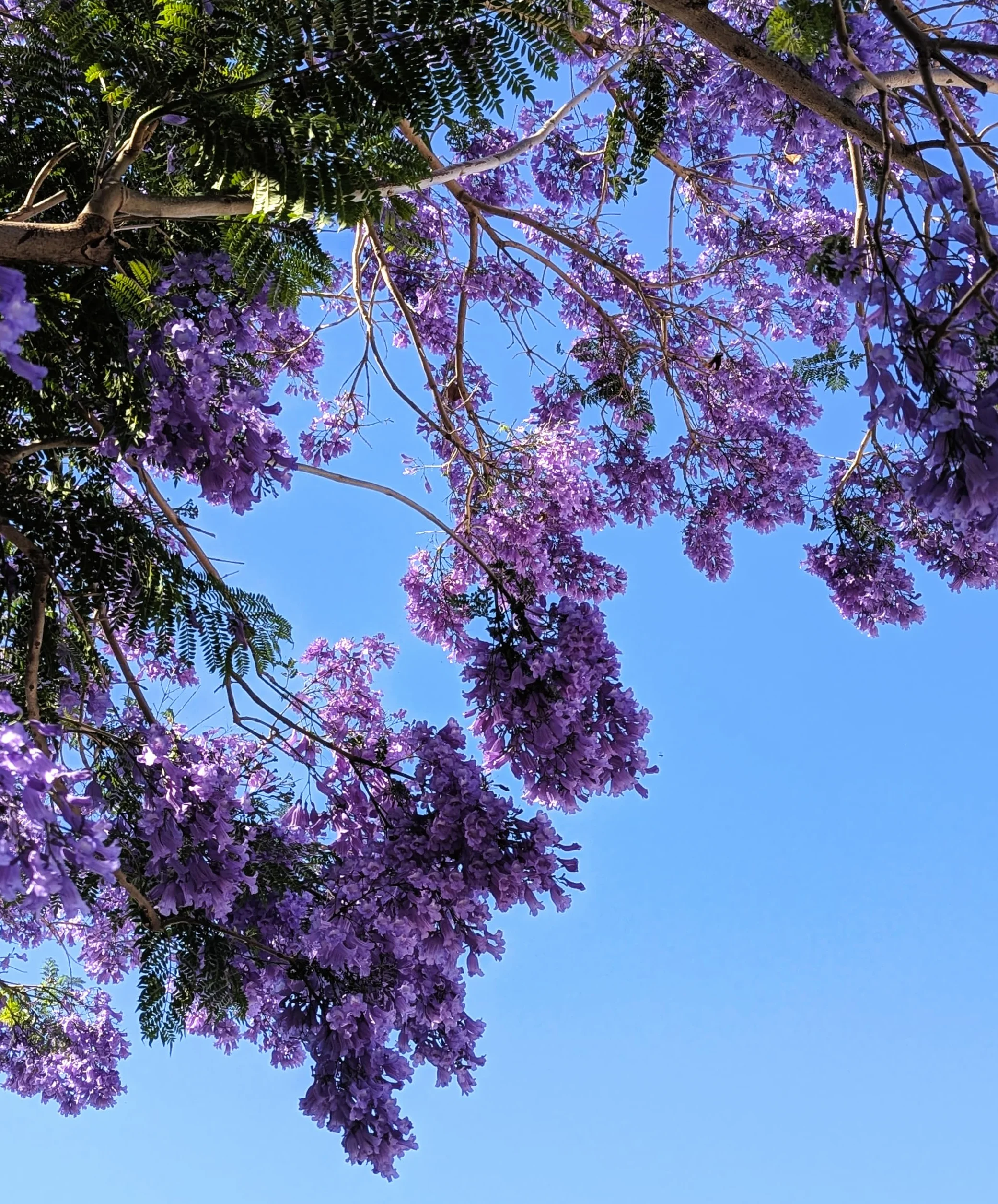 30 Semillas de Jacaranda (Jacaranda Mimosifolia)