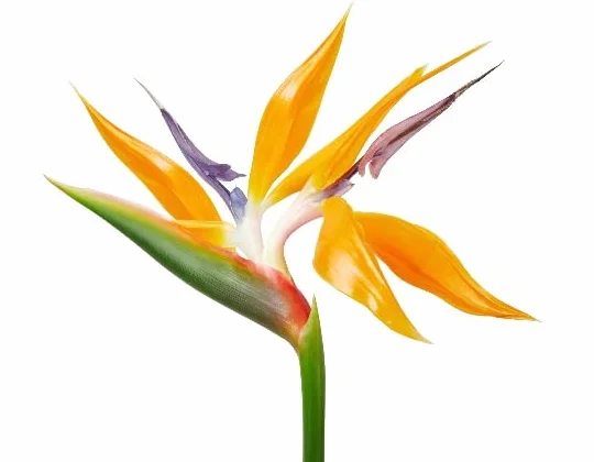 Strelitzia Reginae: Planta Natural de Ave del Paraíso para el Exterior de tu Hogar