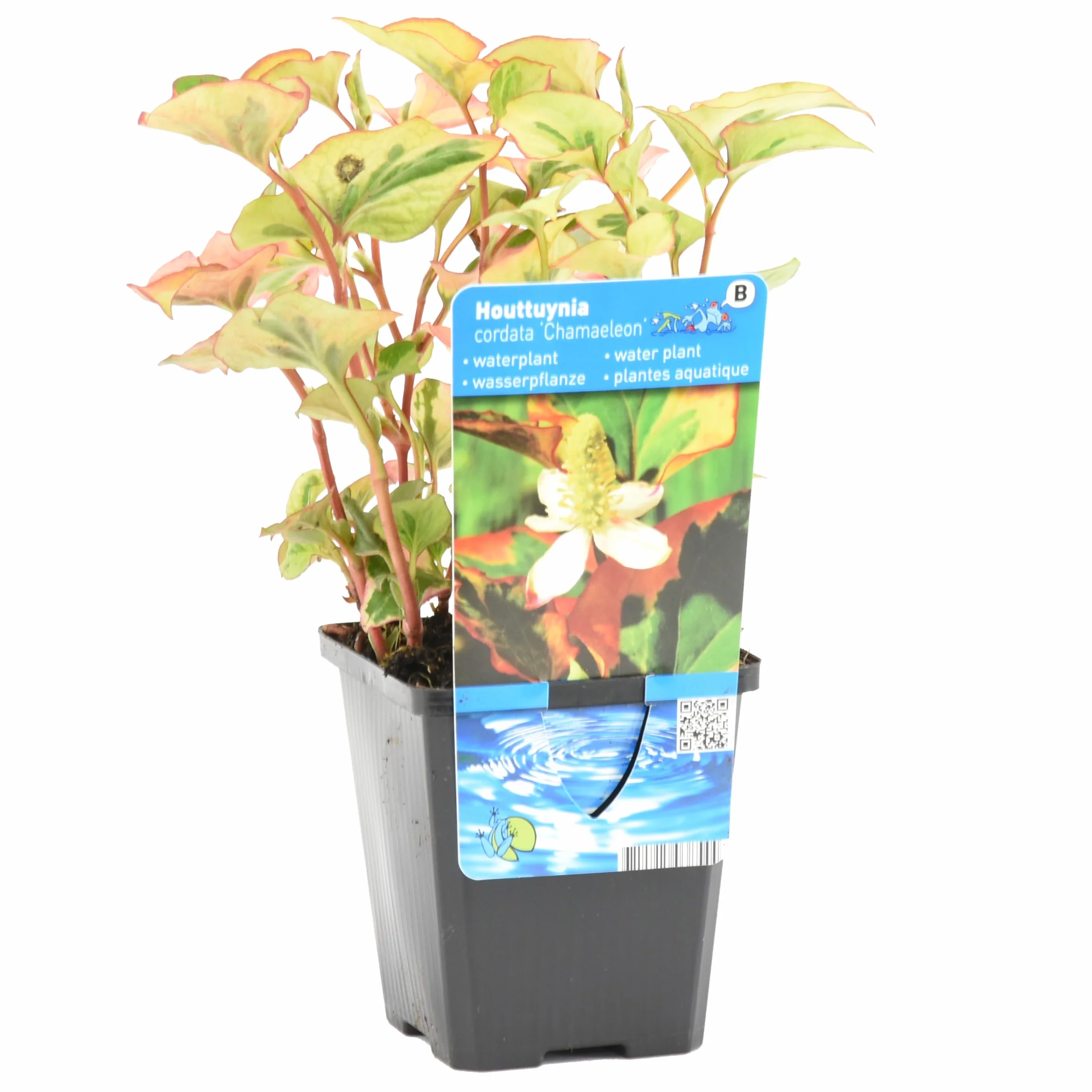 Bloomique - Houttuynia cordata ‘Chameleon’ - Doku-dami - Anémona de pantano - Plantas de estanque - Acuáticas - Resistente al frío - Altura 10-20 cm - Maceta 9 cm