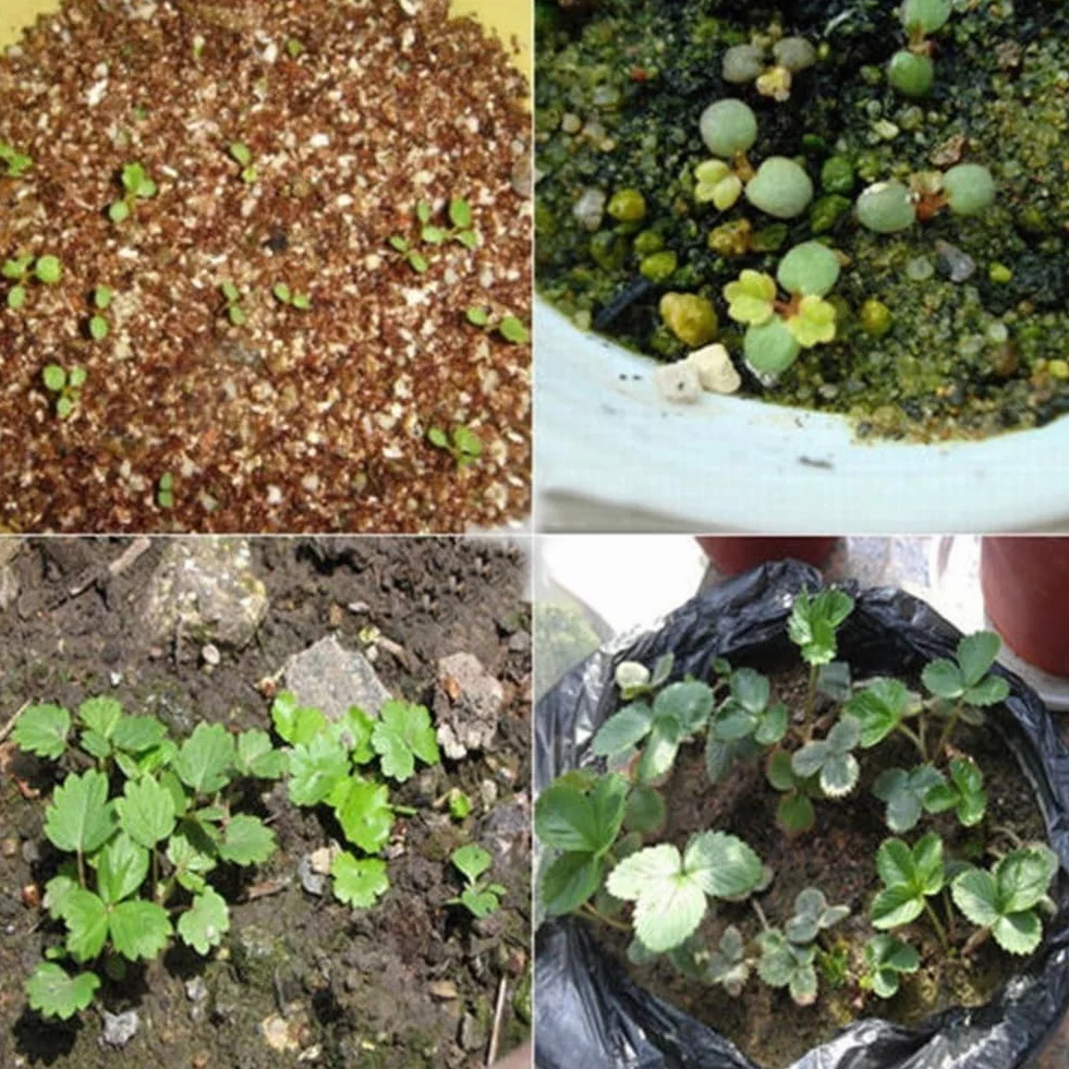 100 Unids Semillas de Lithops Mixtas Piedras Vivas Planta Suculenta Bonsai Semillas de Decoración de Jardín para Plantar Jardín Semillas de Lithops