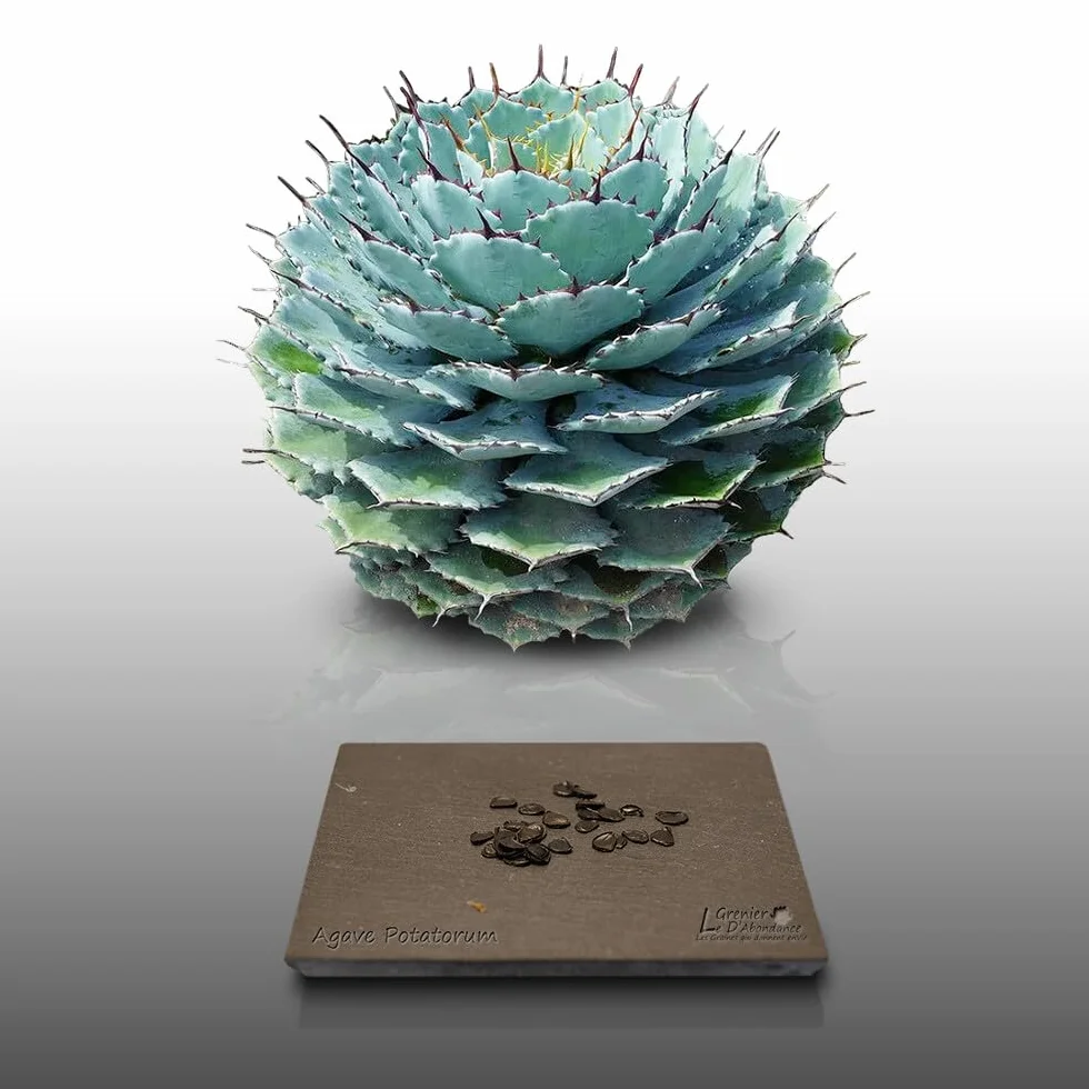 25 graines à semer - Le Grenier d'Abondance - AGAVE Potatorum - Plante Succulente