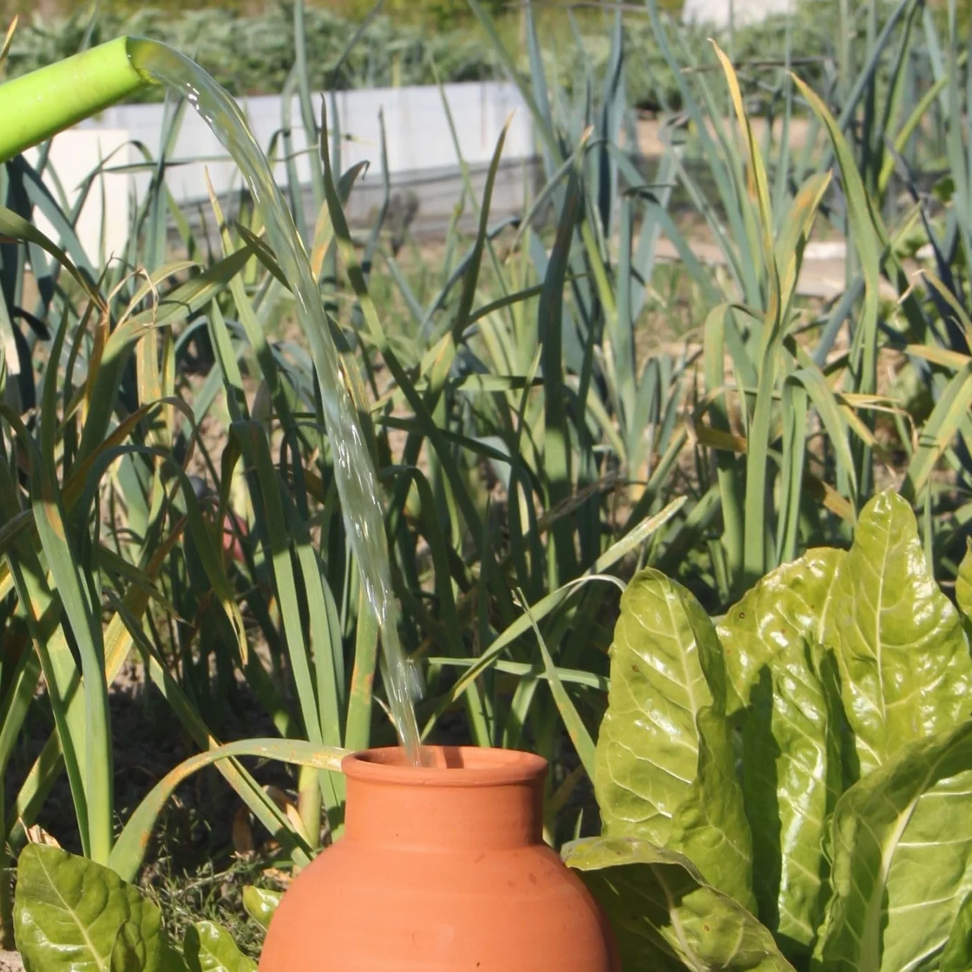 Ollas Lutton Olla Terracota para Enterrar 5L | Riego Automático y Ecológico para Plantas de Exterior | Sistema de Riego Natural | OYA Terracota | Autonomía 7 Días
