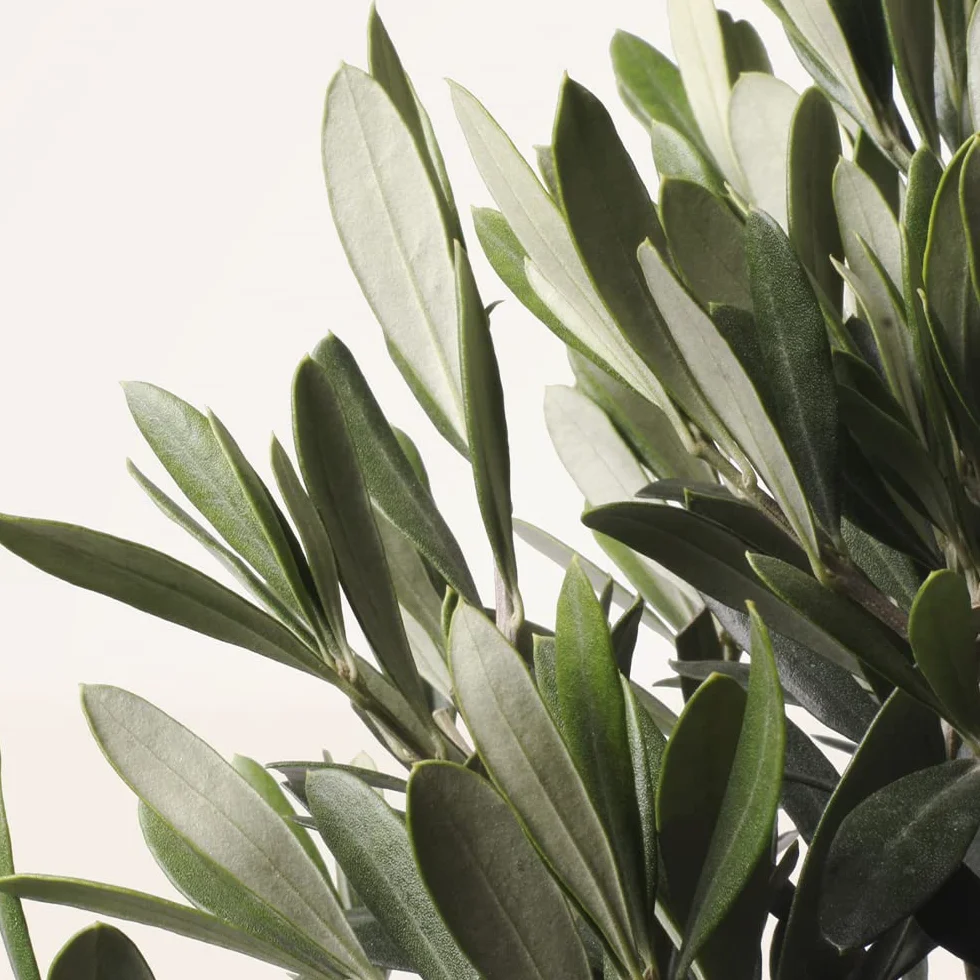 Olivo u Olea Europea | Planta natural ideal para exterior con altura 30-40 cm en maceta tipo tarrina 19ø | April Plants