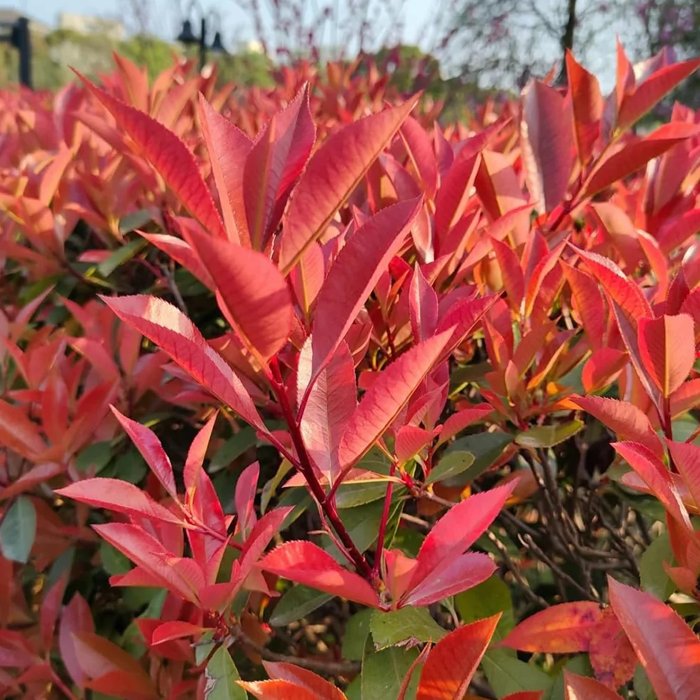 Semillas de photinia Red Robin, jardín, resistente, perenne para pleno sol interior, variedades tradicionales, 200pcs