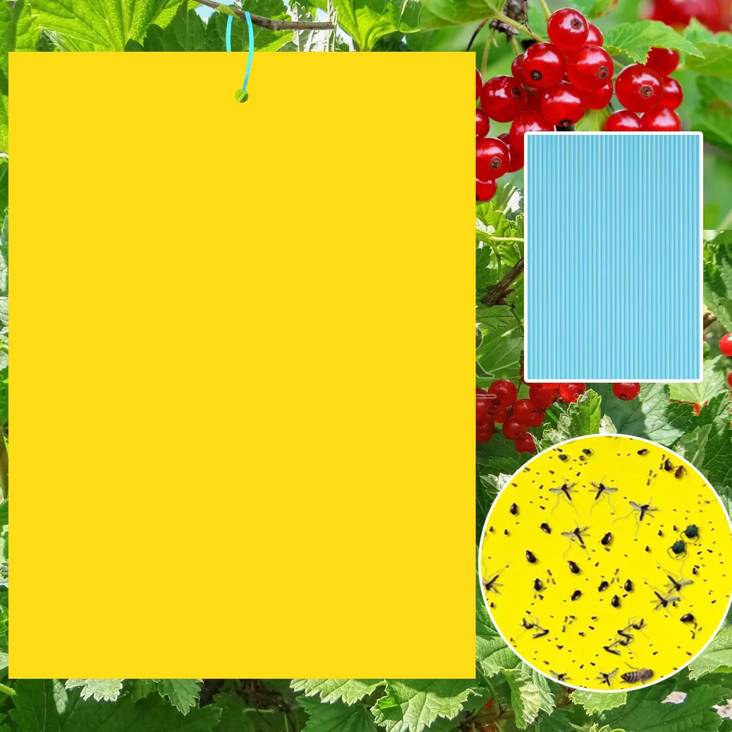 Sunshine smile 40 Piezas Trampa Moscas, Pegatinas Adhesivas de Papel de Mosca Amarillas, atrapamoscas para Plantas, Trampas de Mosca pegajosas (40-Amarillo)