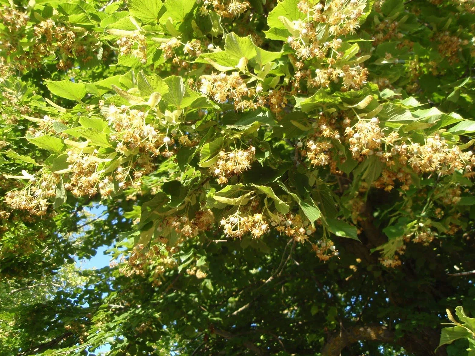 15 Semillas de Tilia platyphyllos (Tilo)