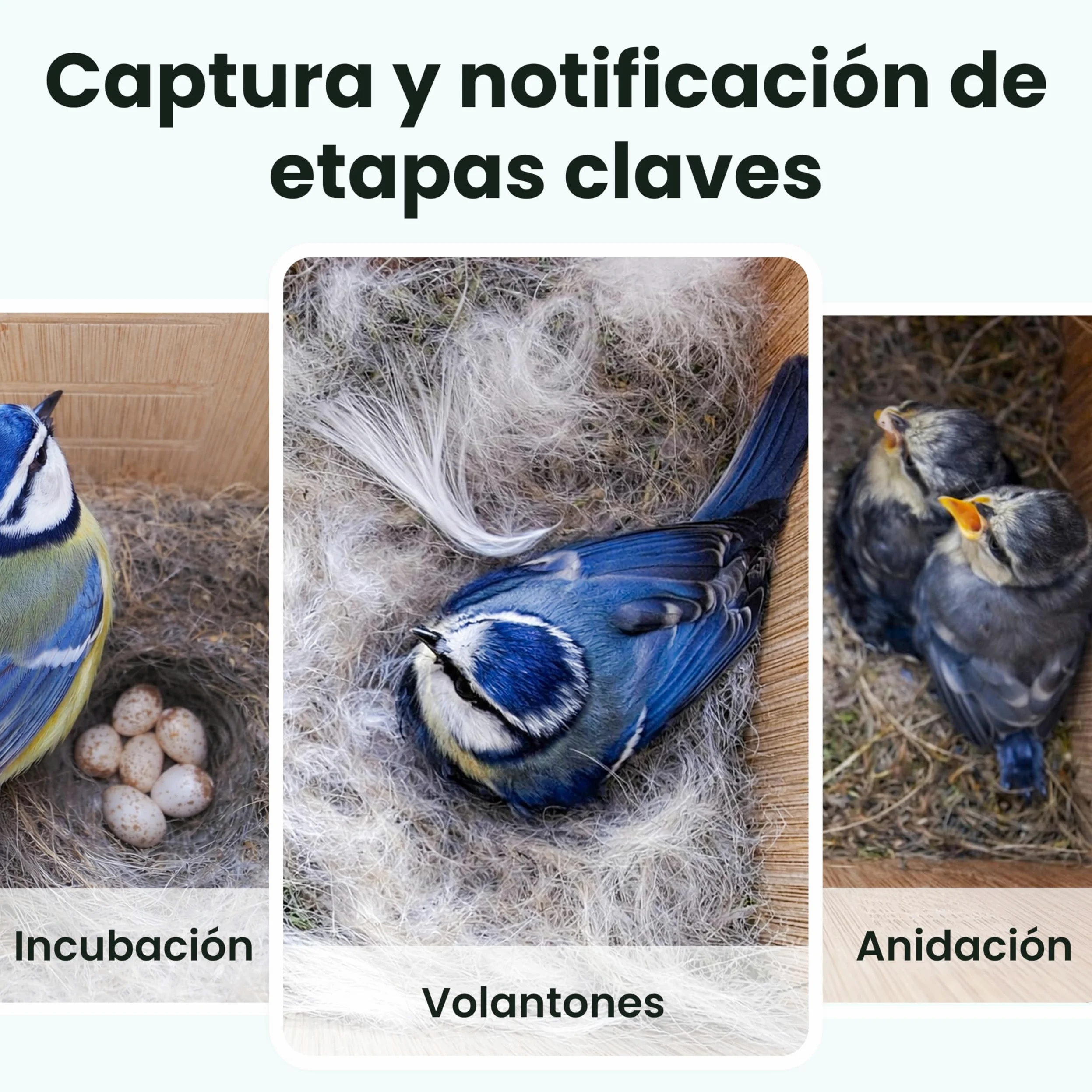 Birdfy Pajarera con cámara, nido con cámara, cámara de 2 millones de píxeles, para exteriores, observación en tiempo real de la construcción de nidos y cría de aves, detección de comportamiento de