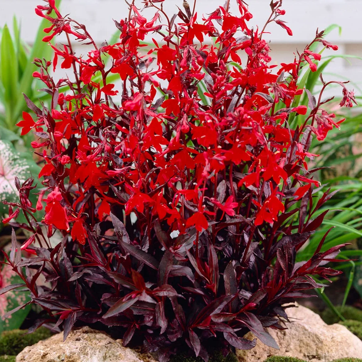 Bloomique - Lobelia ‘Queen Victoria’ - Lobelia escarlata - Rojo - Plantas de estanque - Acuáticas - Resistente al frío - Altura 20-30 cm - Maceta 9 cm