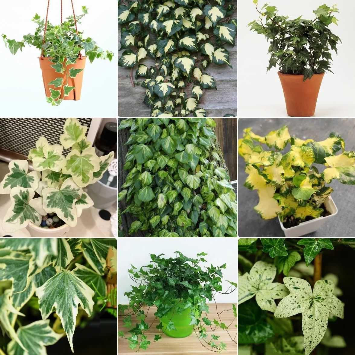 Generic 100 Piezas Semillas De Hiedra Perenne, Enredaderas De Hiedra, Enredaderas De Hiedra Pared Verde, Plantas Deco Vid (Hedera Nepalensis) Plantas De Jardín, Plantas Decorativas
