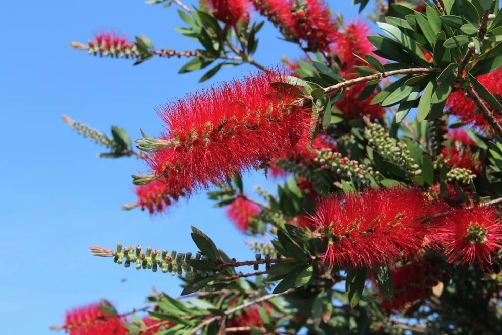 SAFLAX - Árbol del cepillo - 400 semillas - Con sustrato estéril para cultivo - Callistemon citrinus