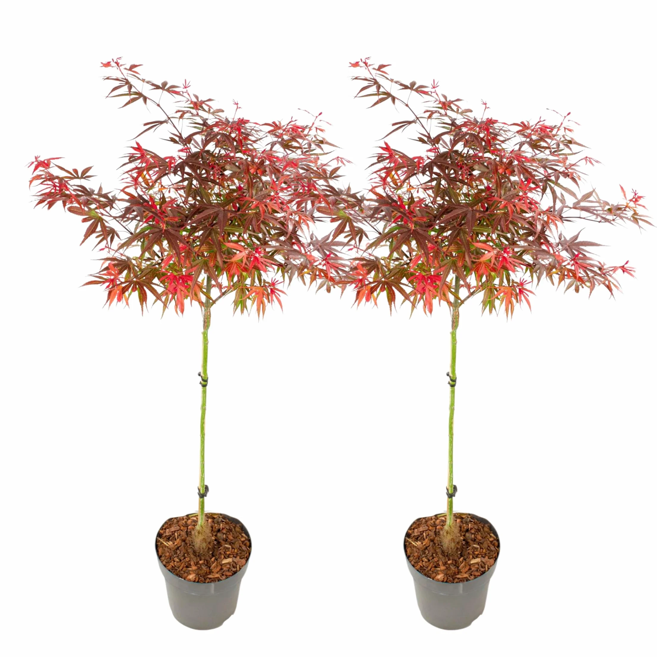 Plant in a Box - Acer palmatum 'Shaina' - Set de 2 - Arce japonés resistente - Hojas rojas - Maceta 19cm - Altura 80-90cm