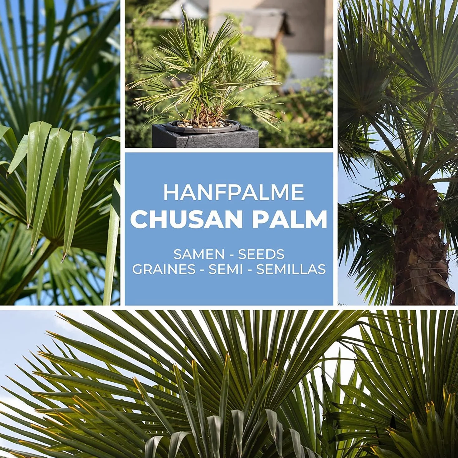Magic of Nature Palmera de la Fortuna 10 Semillas - Trachycarpus fortunei - Palmito Elevado hasta -17°C - Semillas de Palma para Jardín